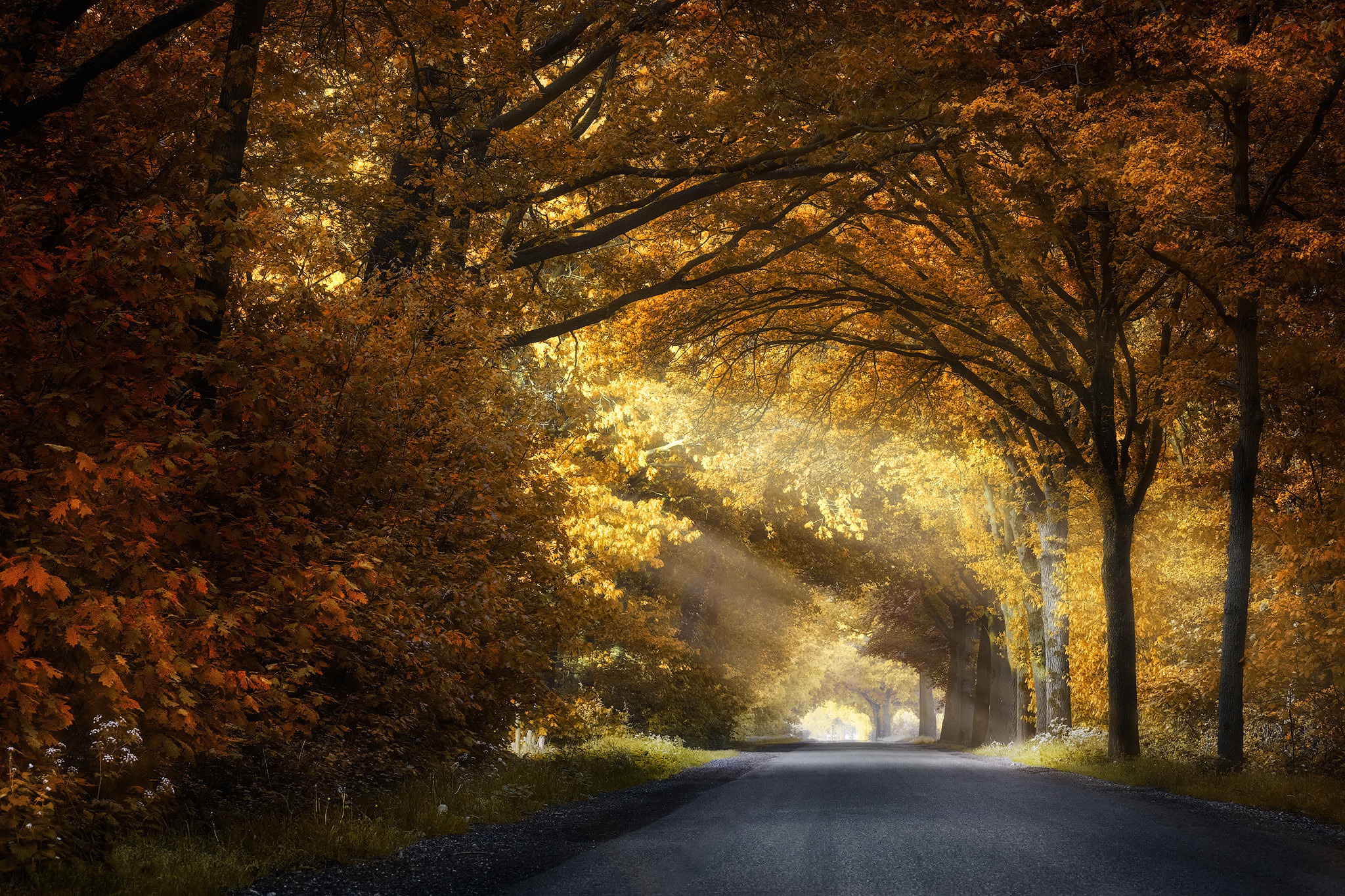 Download mobile wallpaper Road, Forest, Fall, Sunbeam, Man Made for free.