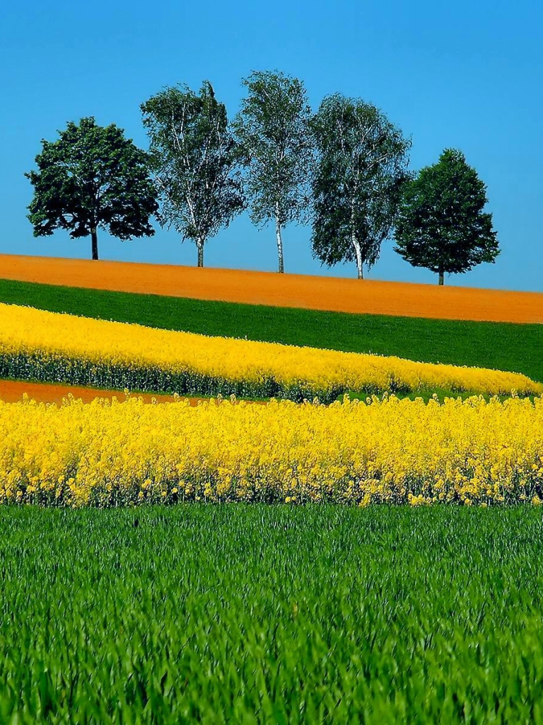 無料モバイル壁紙風景, 木, 草, 写真撮影, 黄色い花, 分野をダウンロードします。