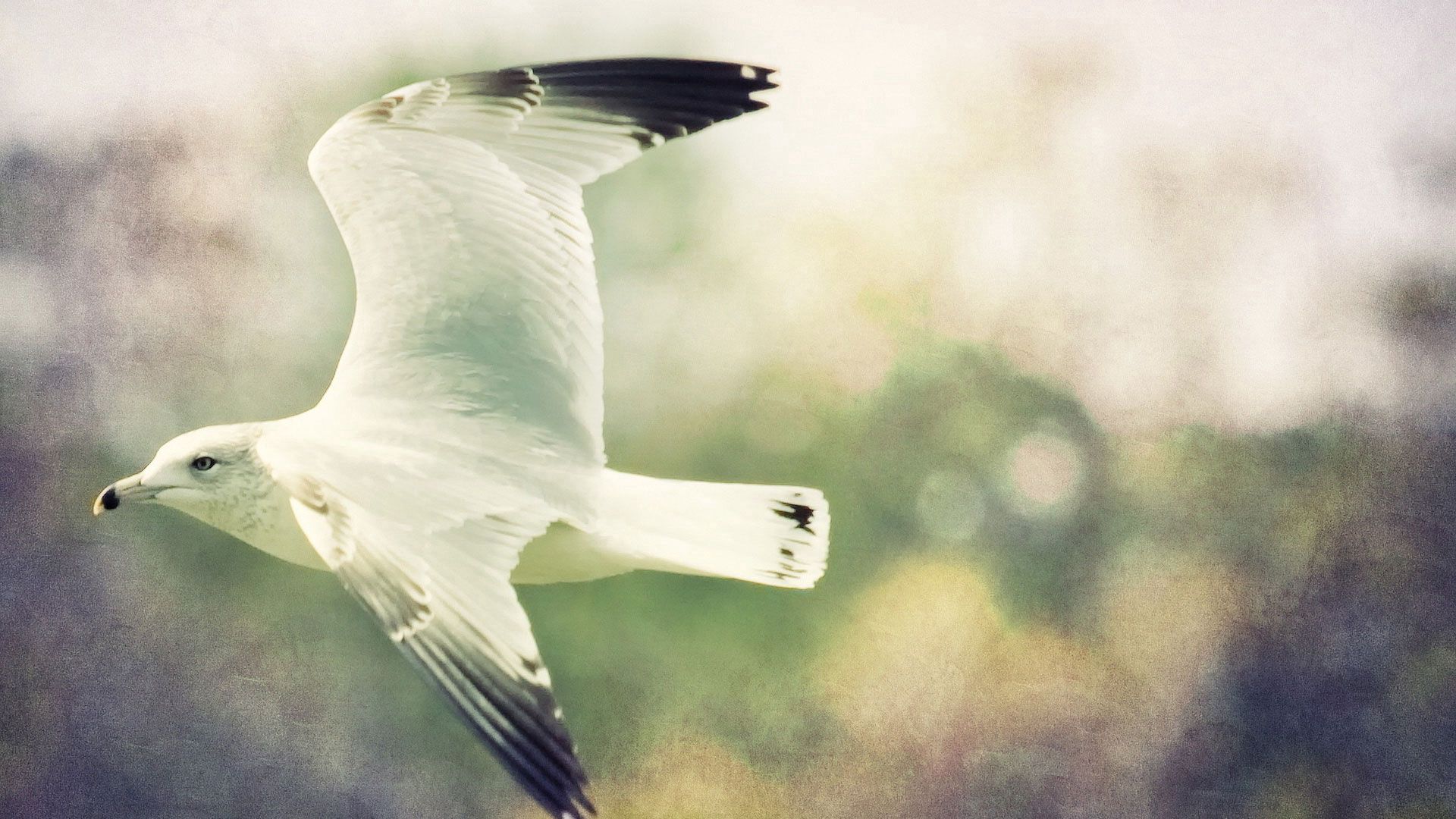 animals, bird, flight, gull, seagull, wings, blurred background