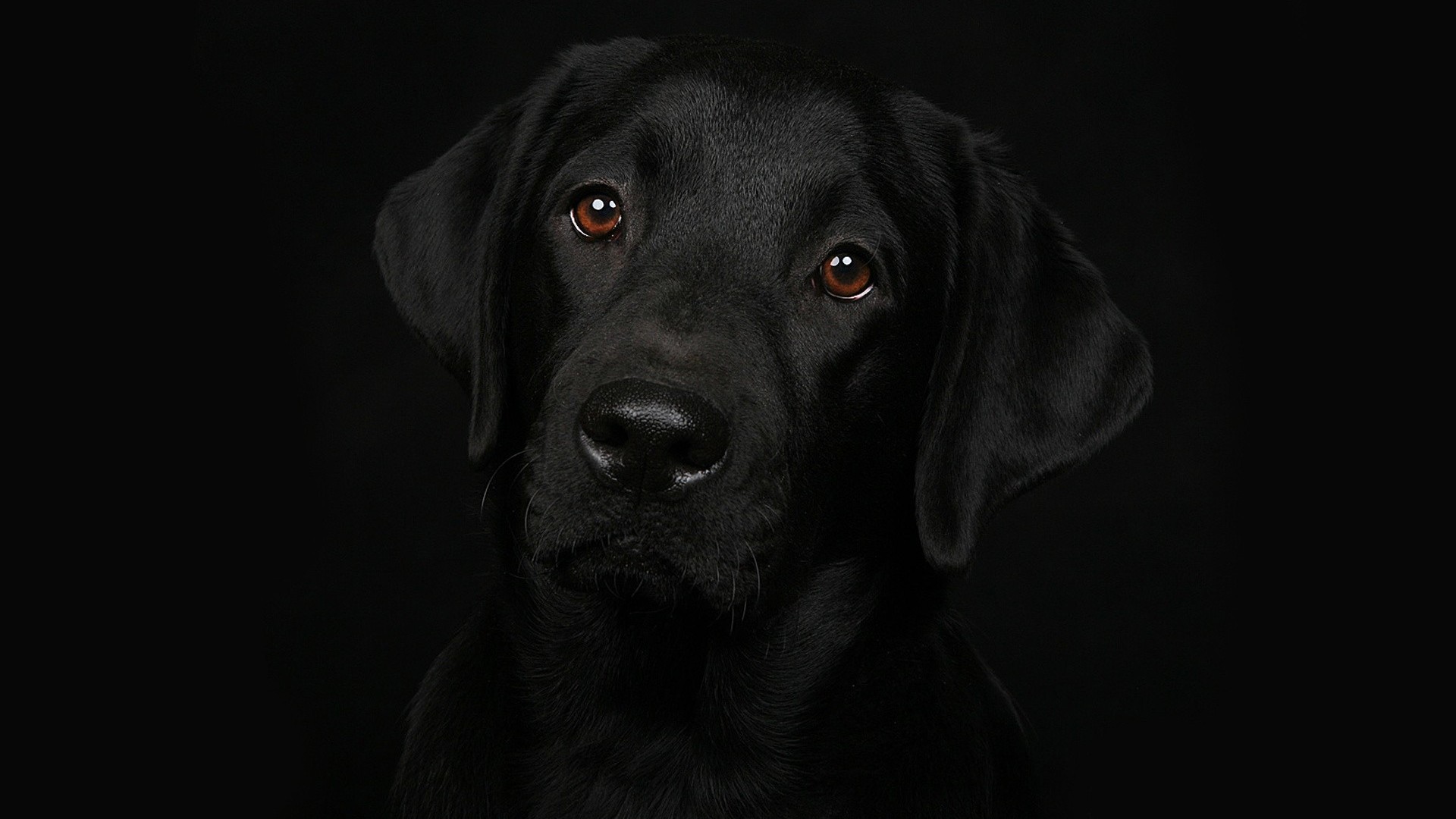 PCデスクトップに動物, 犬, 顔, ラブラドール・レトリバー画像を無料でダウンロード