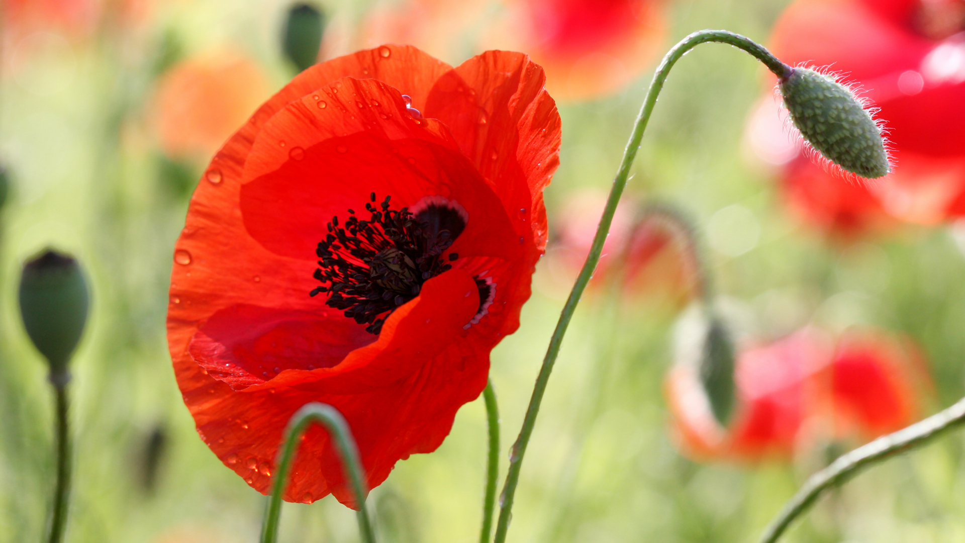 Handy-Wallpaper Mohn, Blumen, Blume, Erde/natur kostenlos herunterladen.