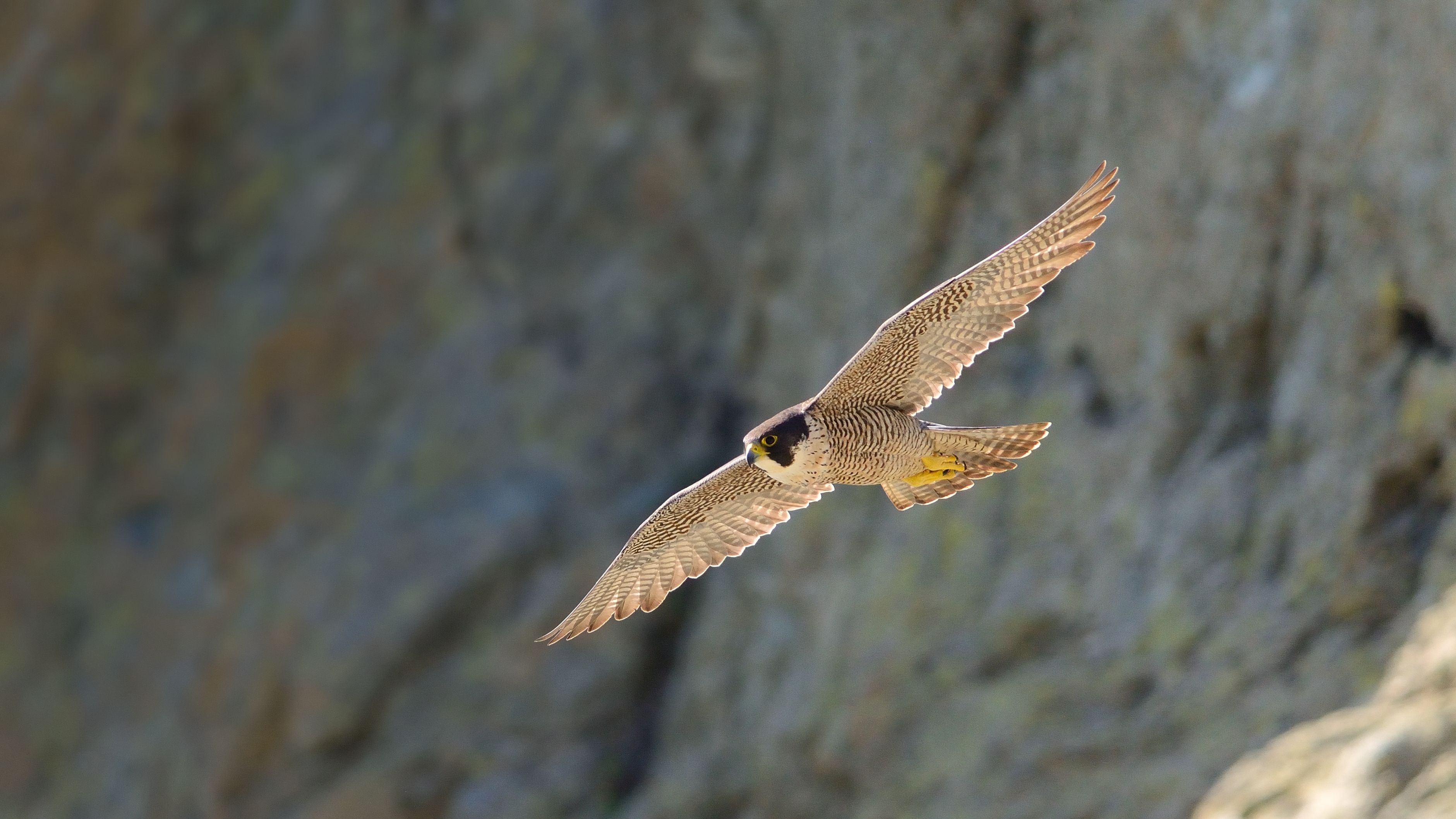 peregrine falcon, animal, birds