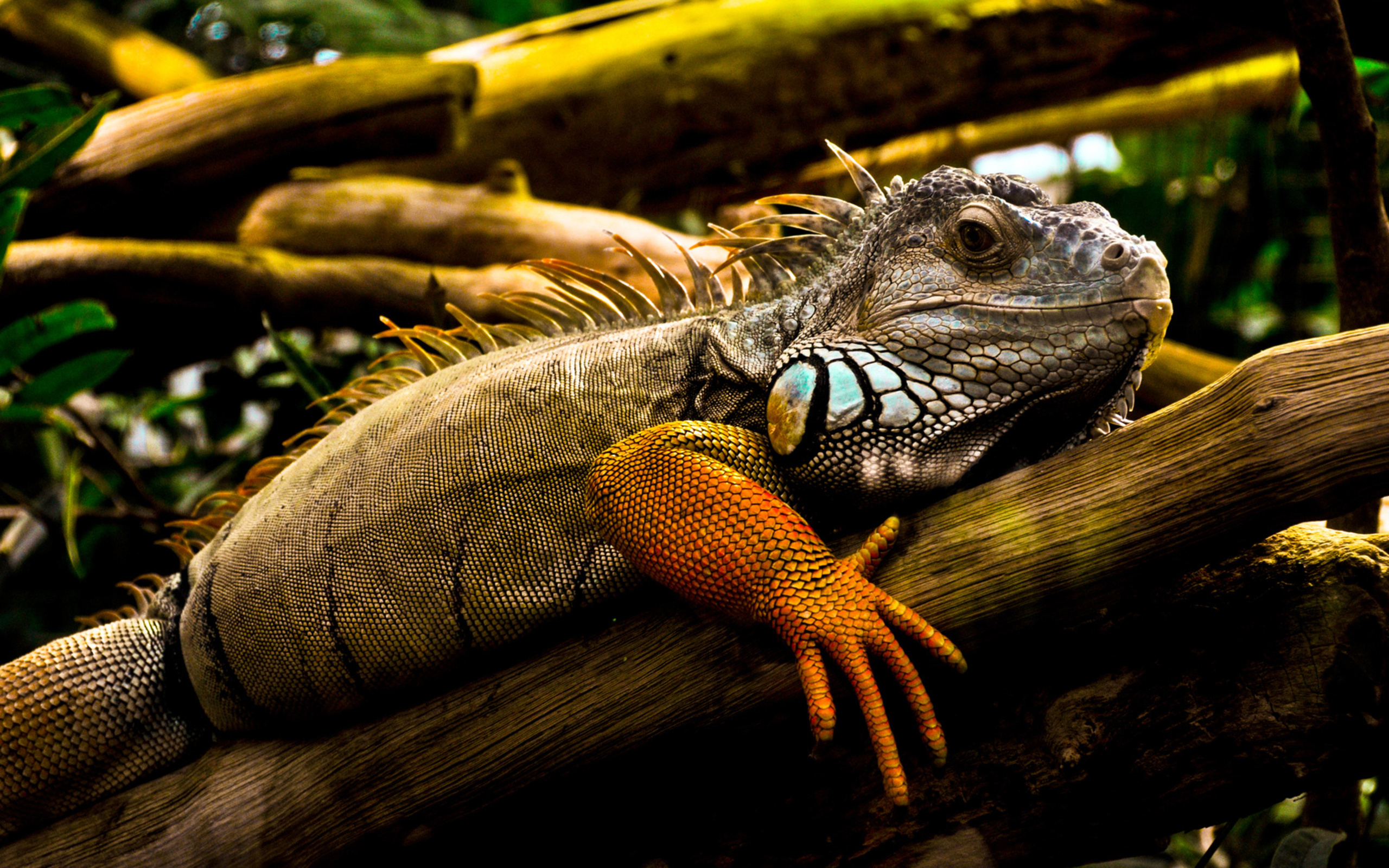 264305 baixar papel de parede animais, iguana, répteis - protetores de tela e imagens gratuitamente