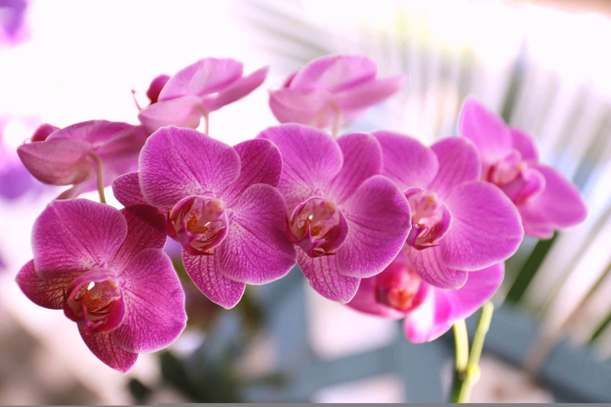 Handy-Wallpaper Blumen, Blume, Orchidee, Erde/natur, Pinke Blume kostenlos herunterladen.