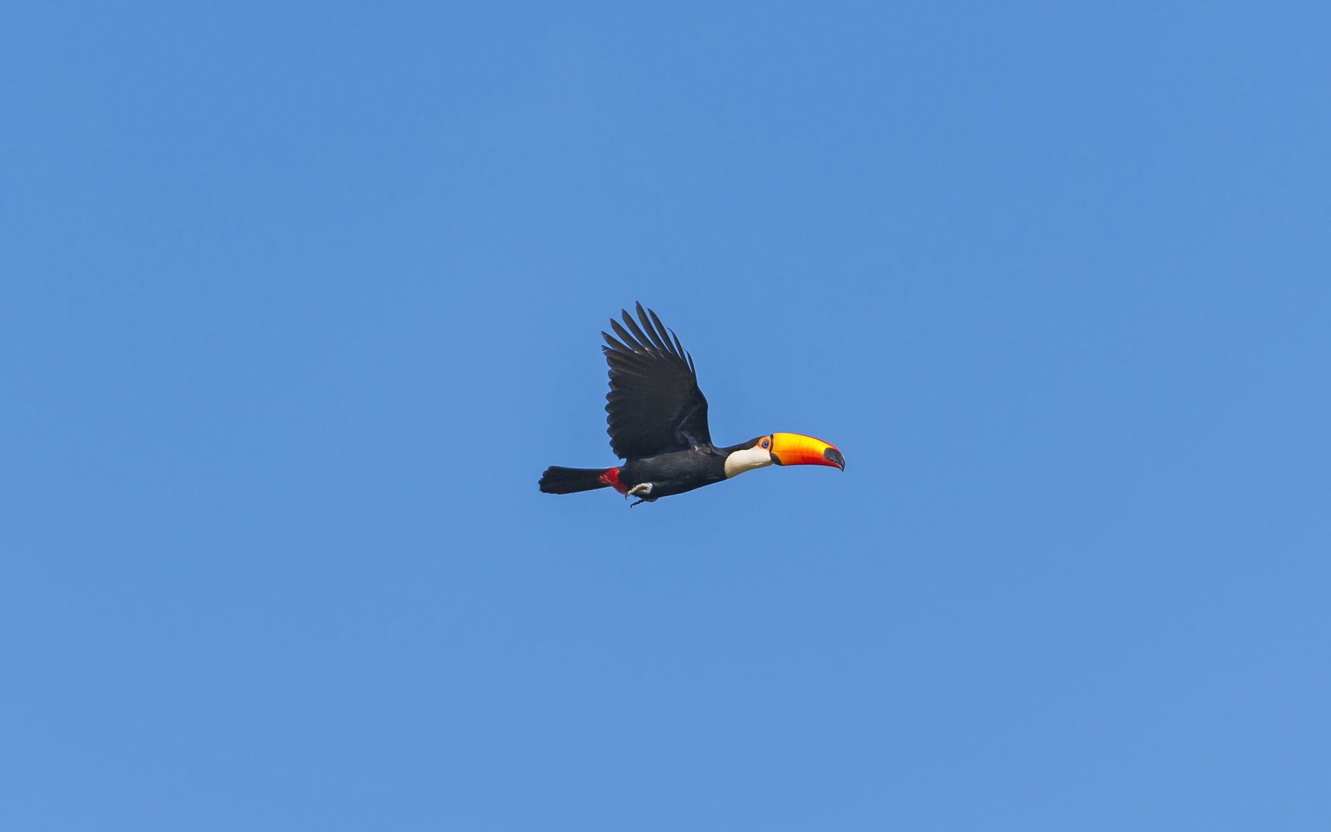 toucan, minimalism, sky, bird, flight