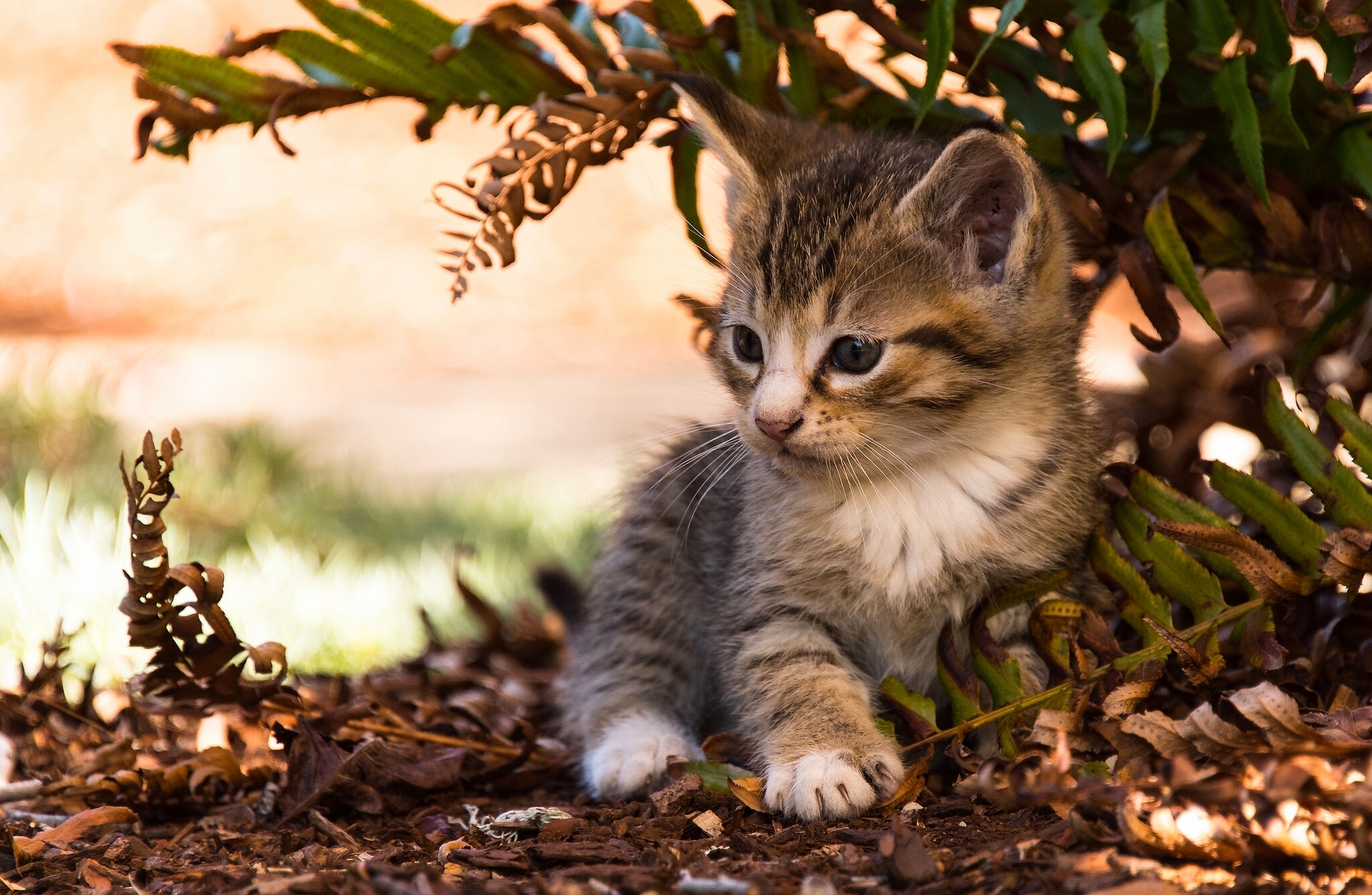 Laden Sie das Tiere, Katzen, Farne, Katze, Kätzchen, Süß, Verwischen, Tierbaby-Bild kostenlos auf Ihren PC-Desktop herunter