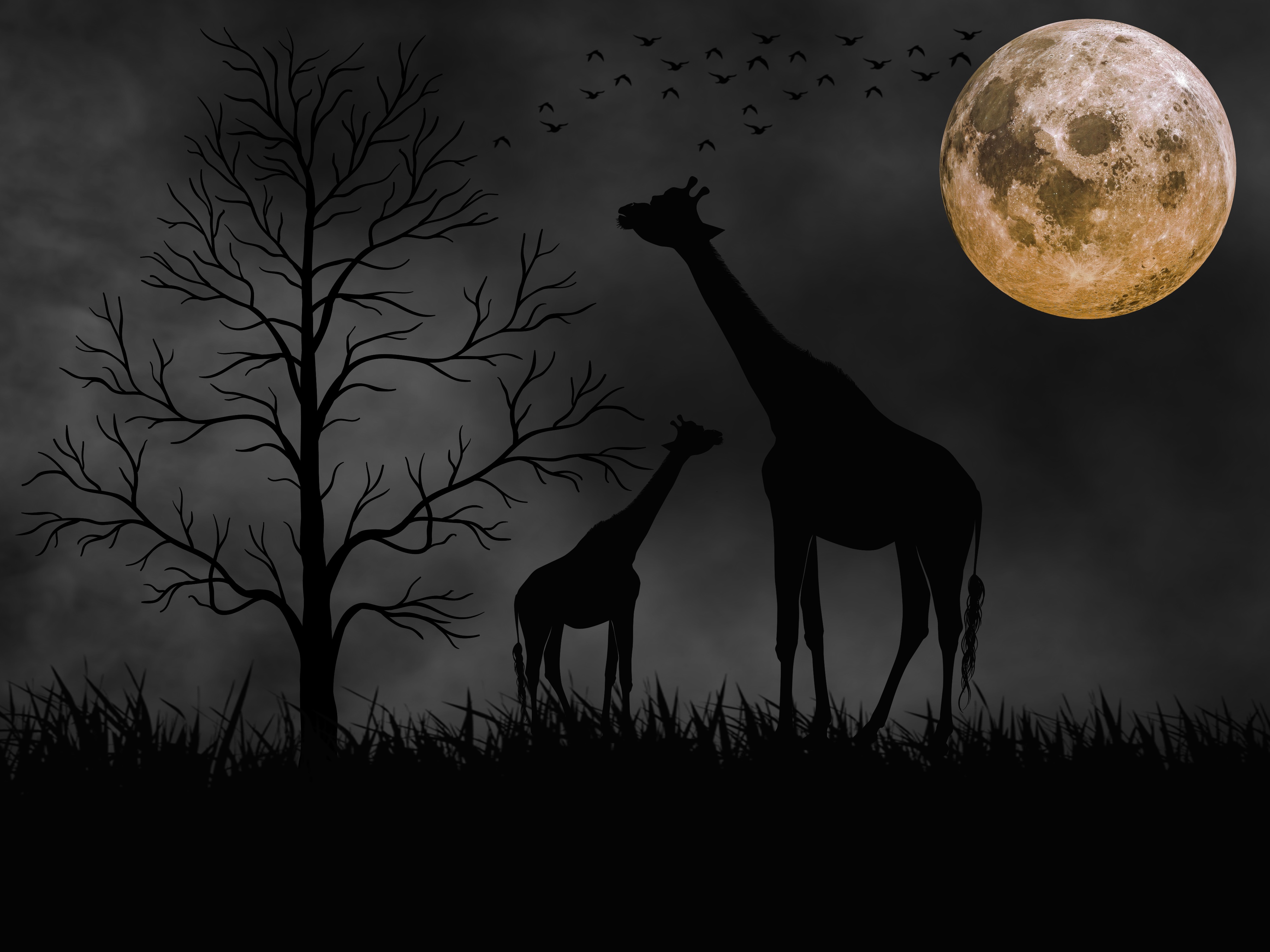 Скачати мобільні шпалери Місяць, Дерево, Тварина, Жираф безкоштовно.