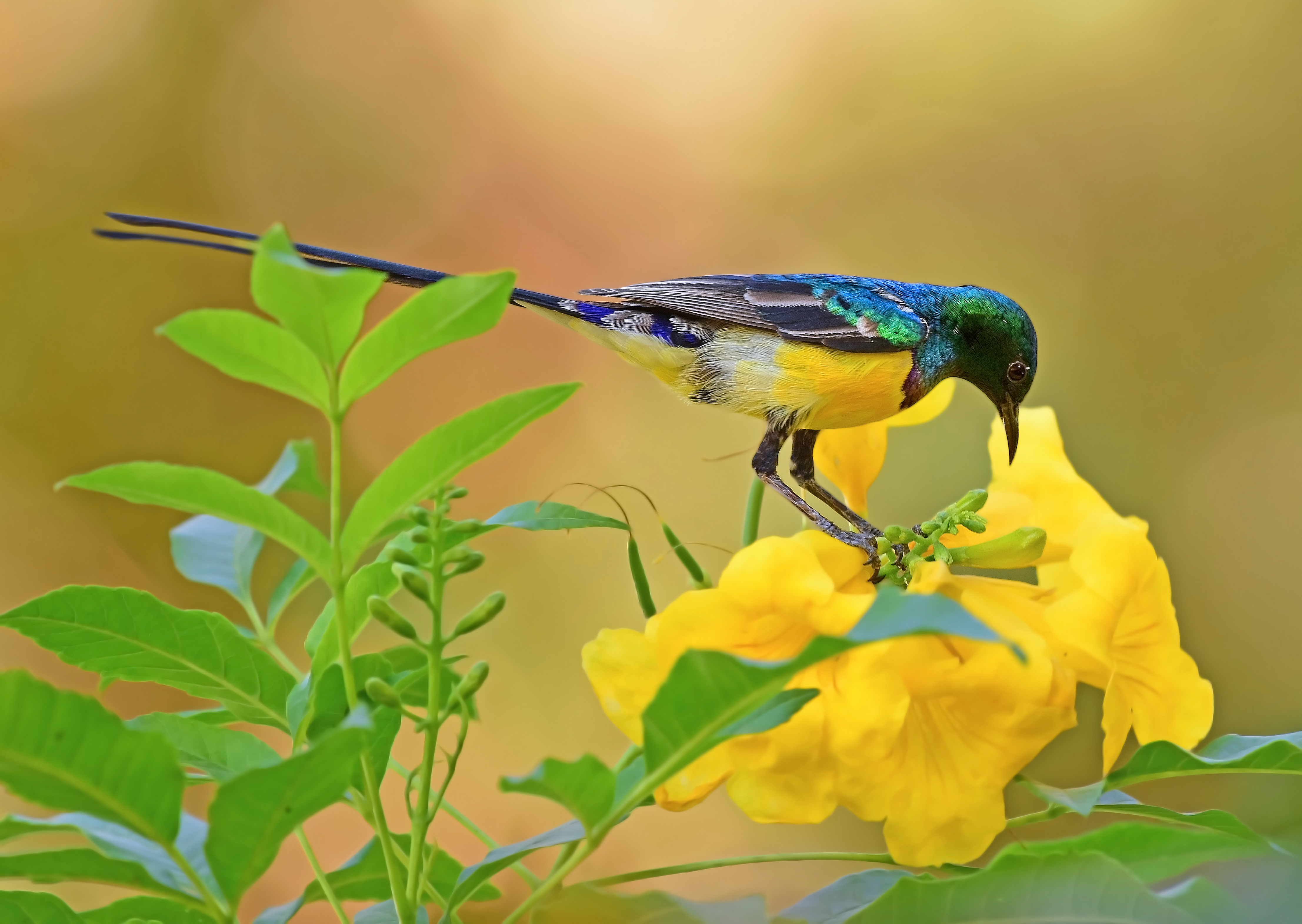 animal, sunbird, bird, passerine, yellow flower, birds