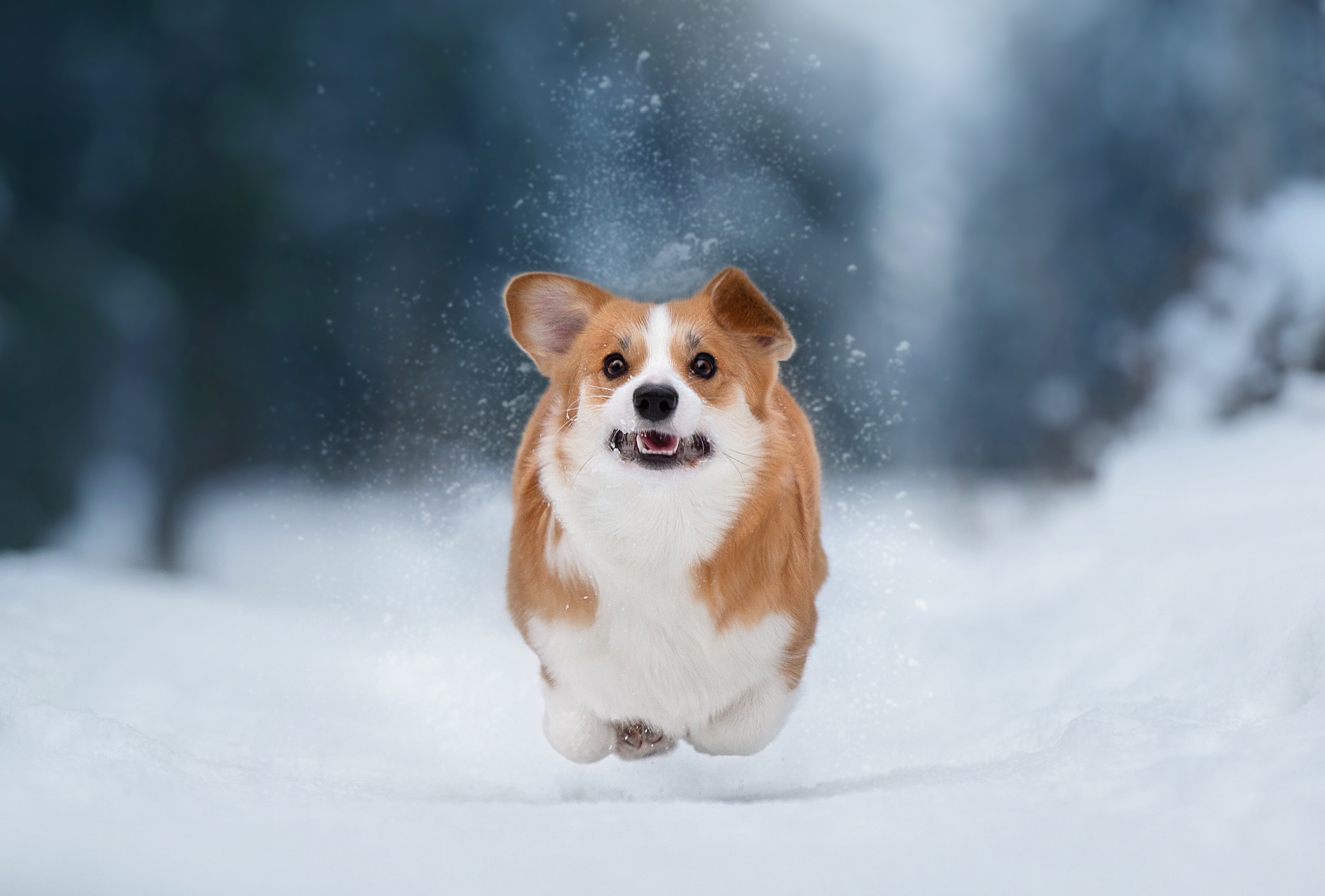 Download mobile wallpaper Winter, Dogs, Snow, Dog, Animal, Corgi, Depth Of Field for free.