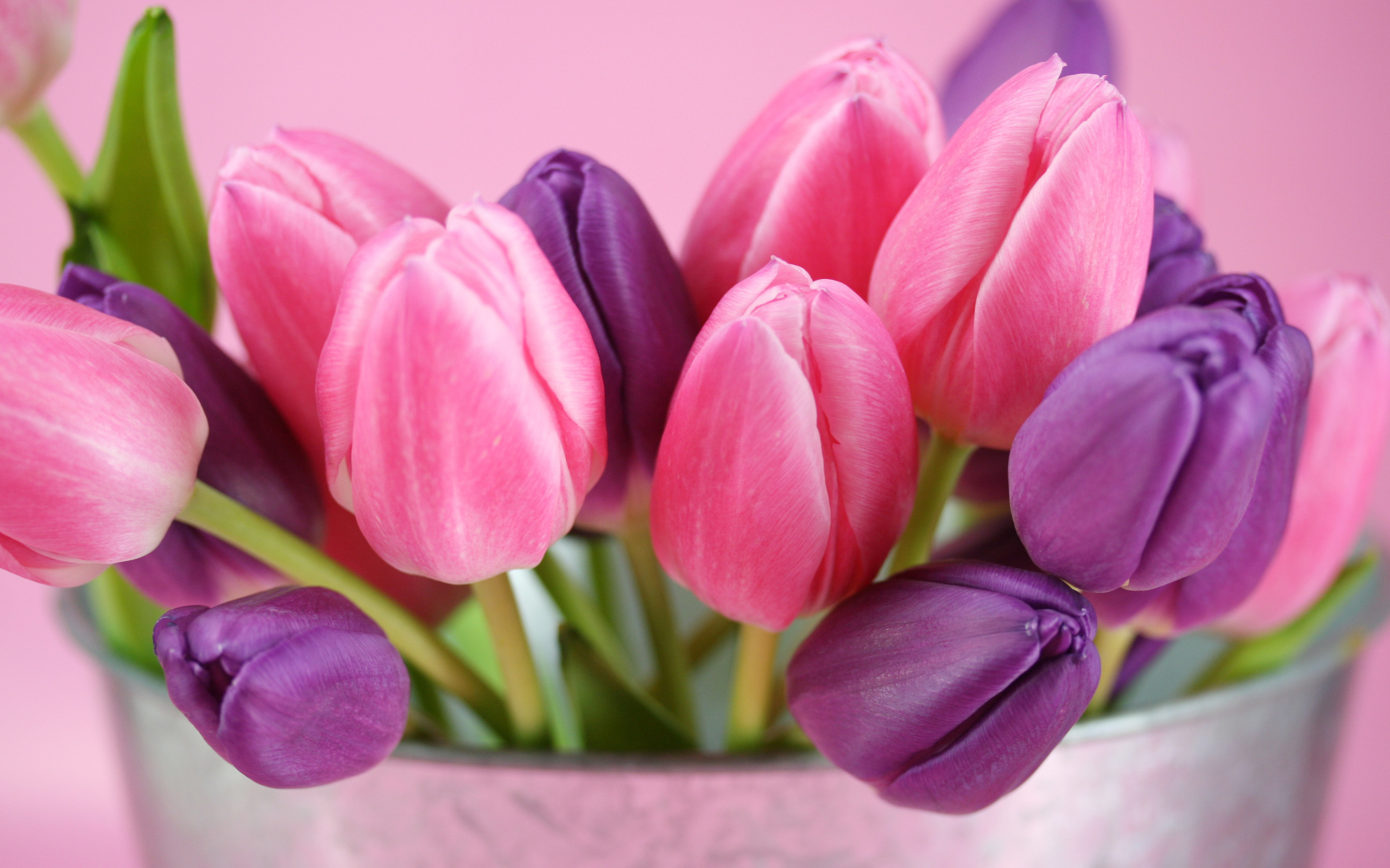 Free download wallpaper Flower, Earth, Tulip on your PC desktop