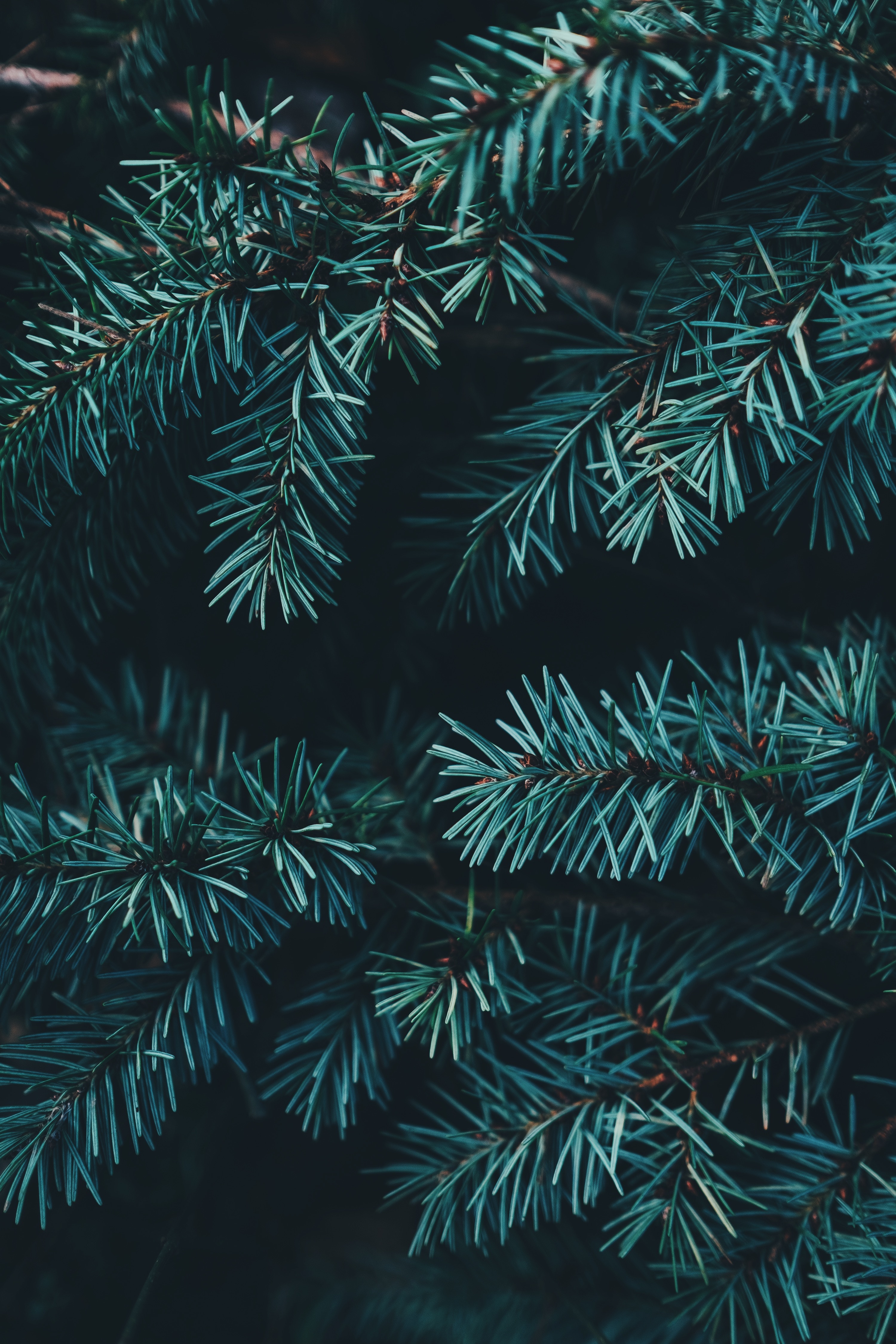 forest, nature, needle, branches, spruce, fir phone wallpaper