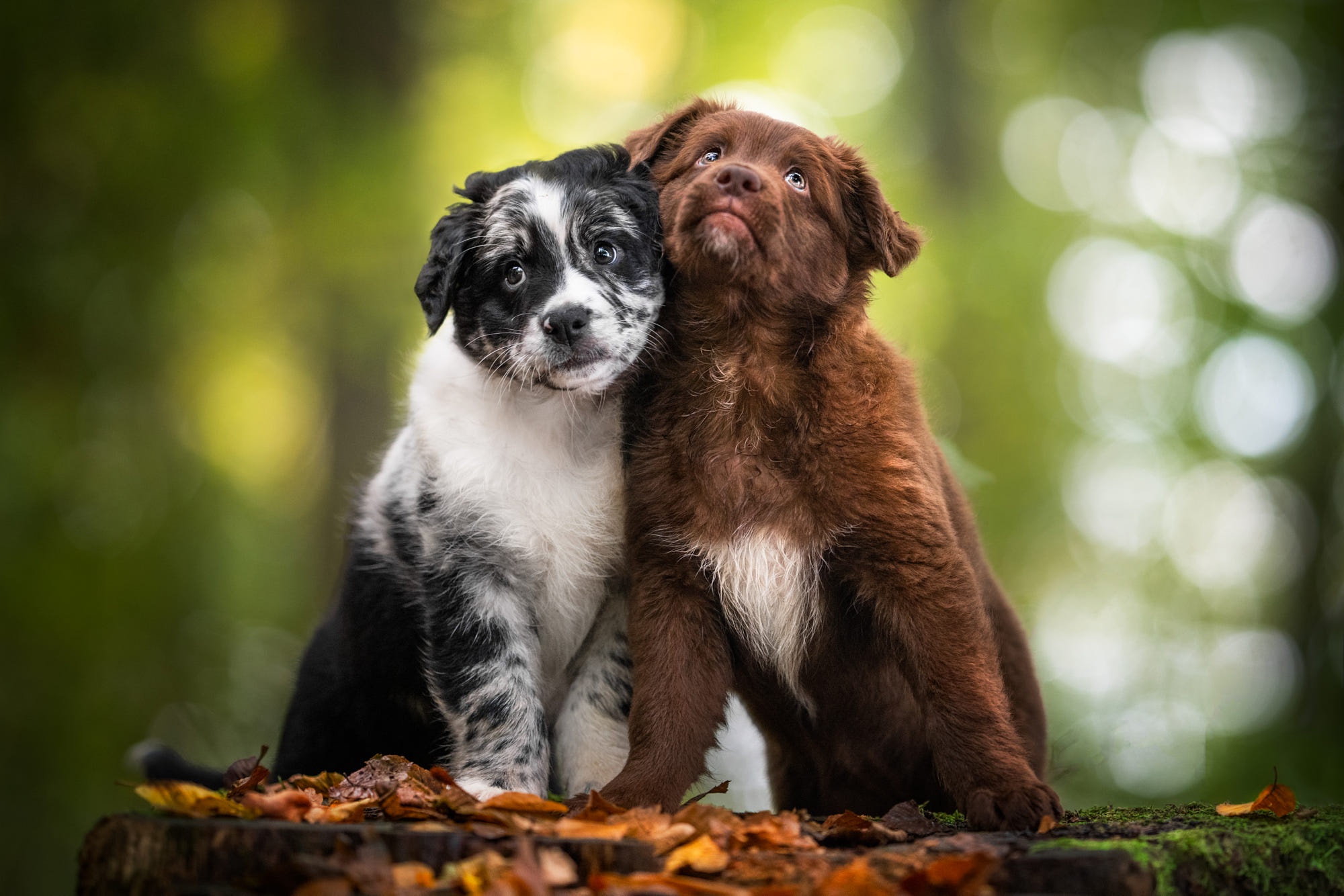 Laden Sie das Tiere, Hunde, Hund, Welpen, Border Collie-Bild kostenlos auf Ihren PC-Desktop herunter