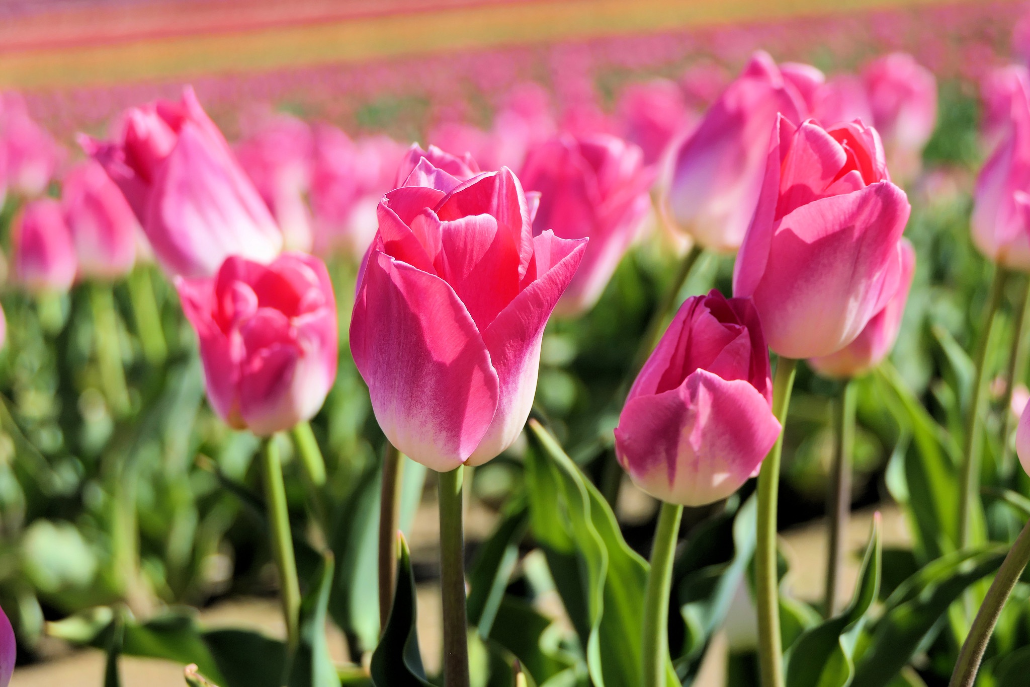 Descarga gratuita de fondo de pantalla para móvil de Naturaleza, Flores, Flor, Flor Rosa, De Cerca, Tulipán, Tierra/naturaleza.