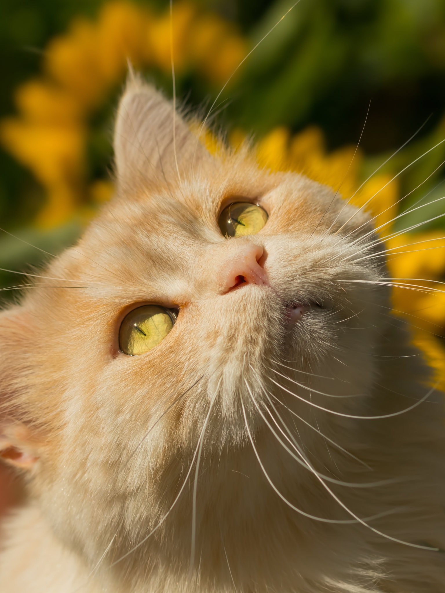 無料モバイル壁紙動物, ネコ, 猫をダウンロードします。