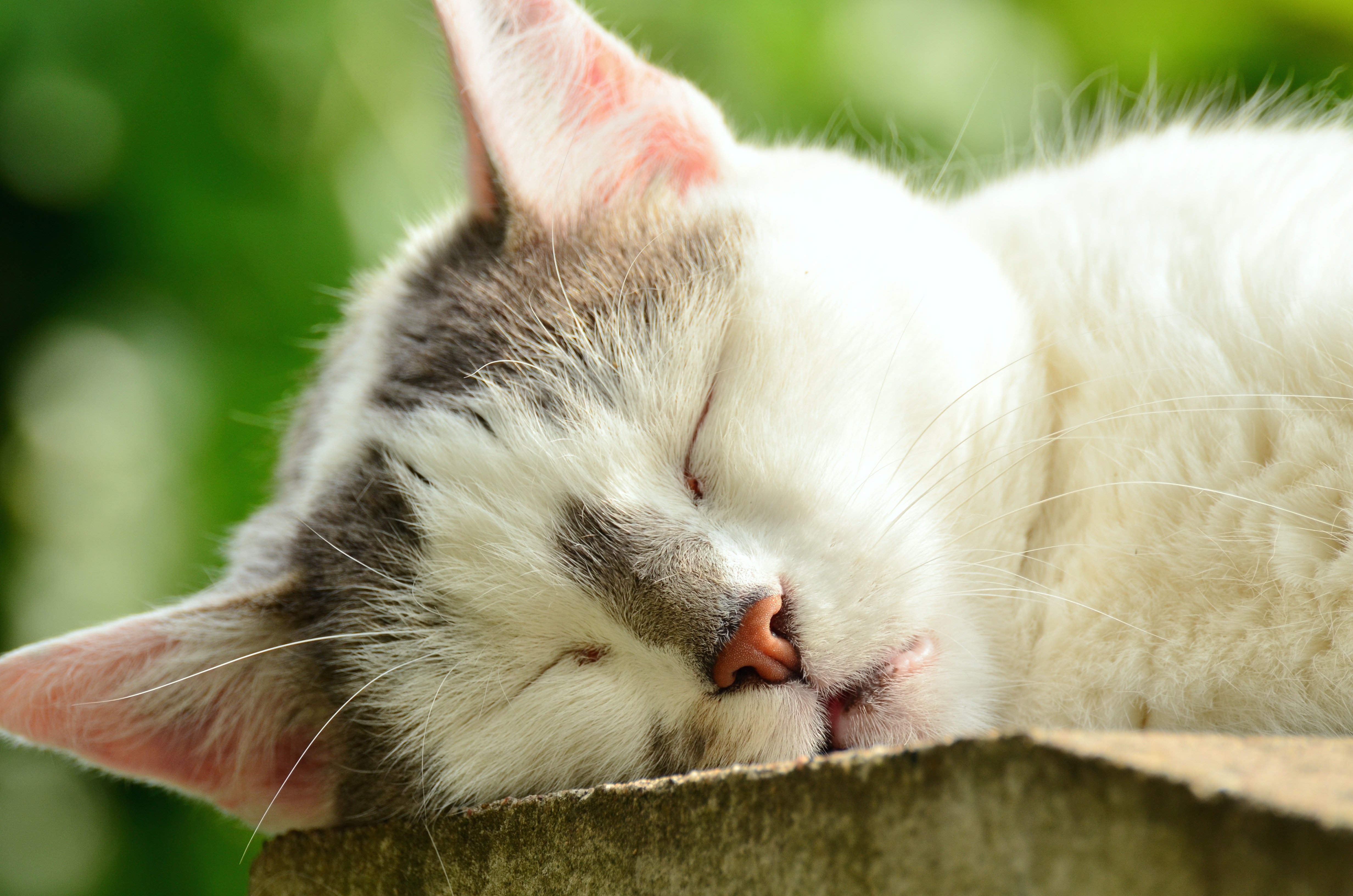 140912 descargar fondo de pantalla animales, gato, bozal, dormido, duerme: protectores de pantalla e imágenes gratis