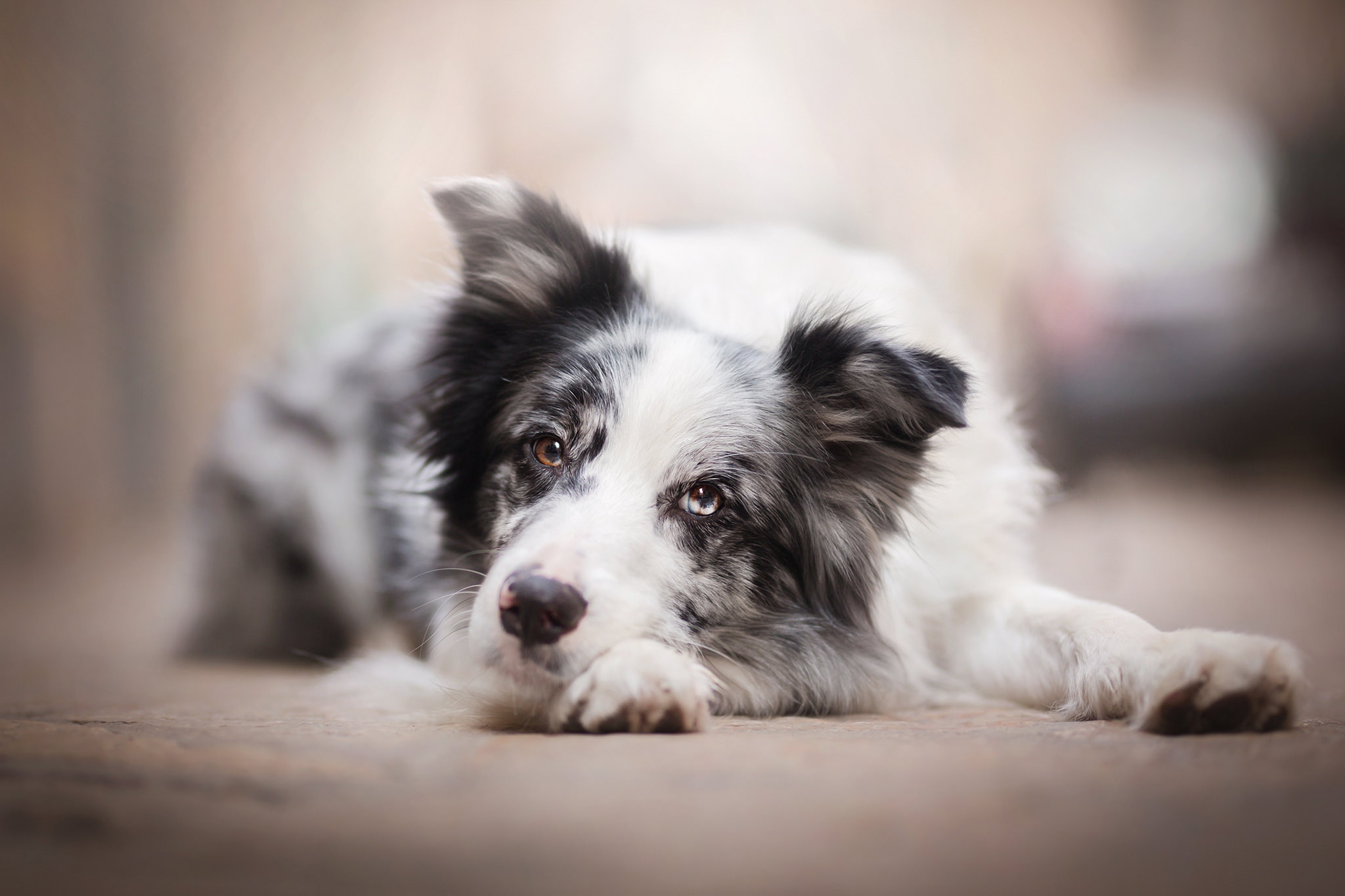 Handy-Wallpaper Tiere, Hunde, Hund, Border Collie kostenlos herunterladen.