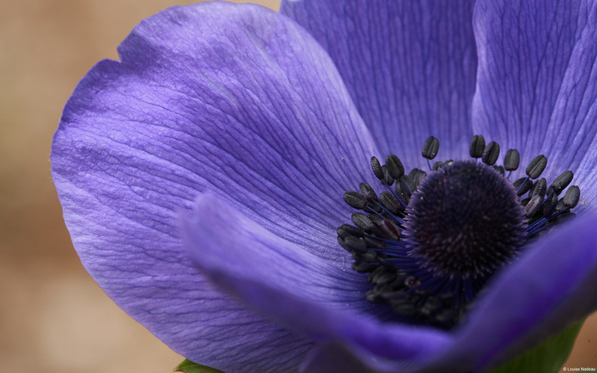 Free download wallpaper Flowers, Flower, Earth, Poppy, Purple Flower on your PC desktop
