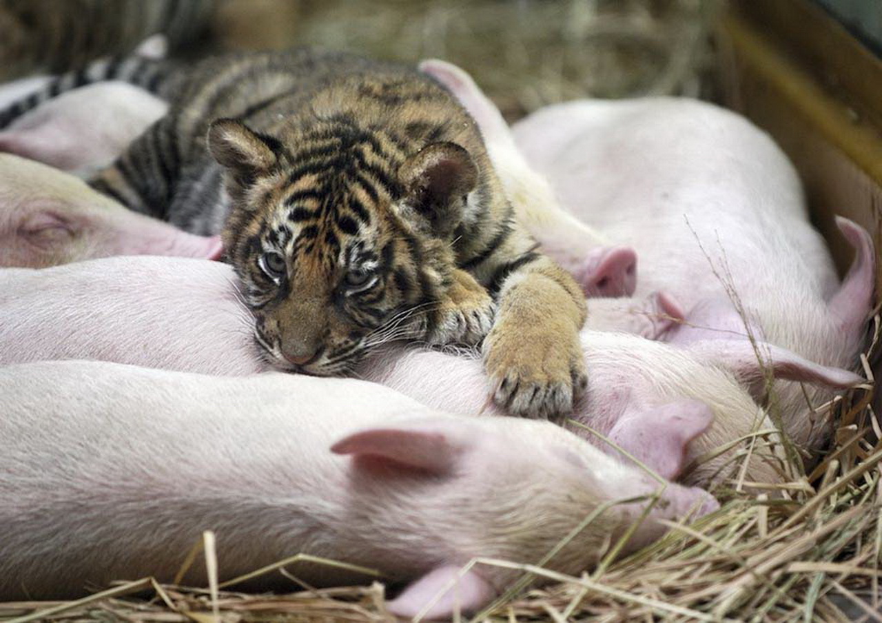 Download mobile wallpaper Tiger, Animal, Cute, Pig for free.