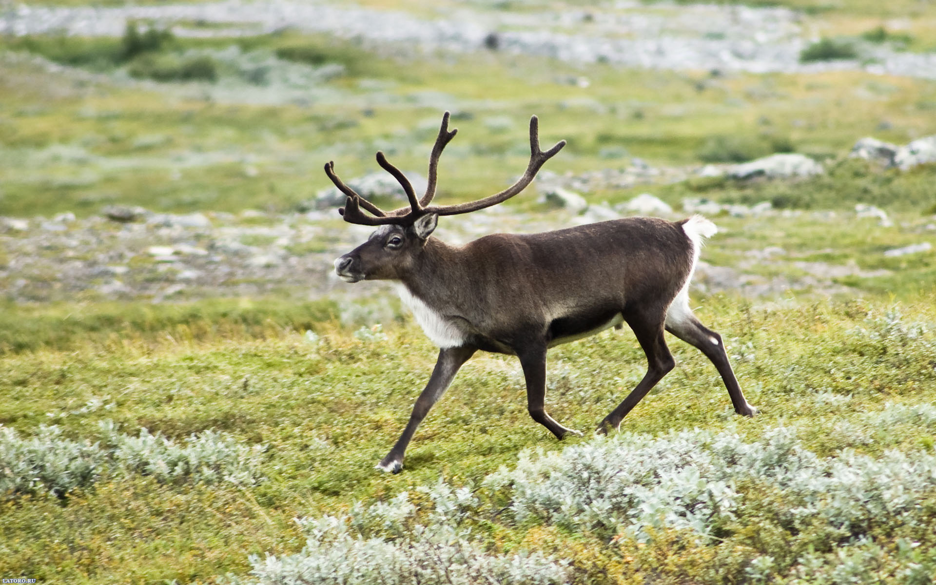 Laden Sie das Tiere, Hirsch-Bild kostenlos auf Ihren PC-Desktop herunter