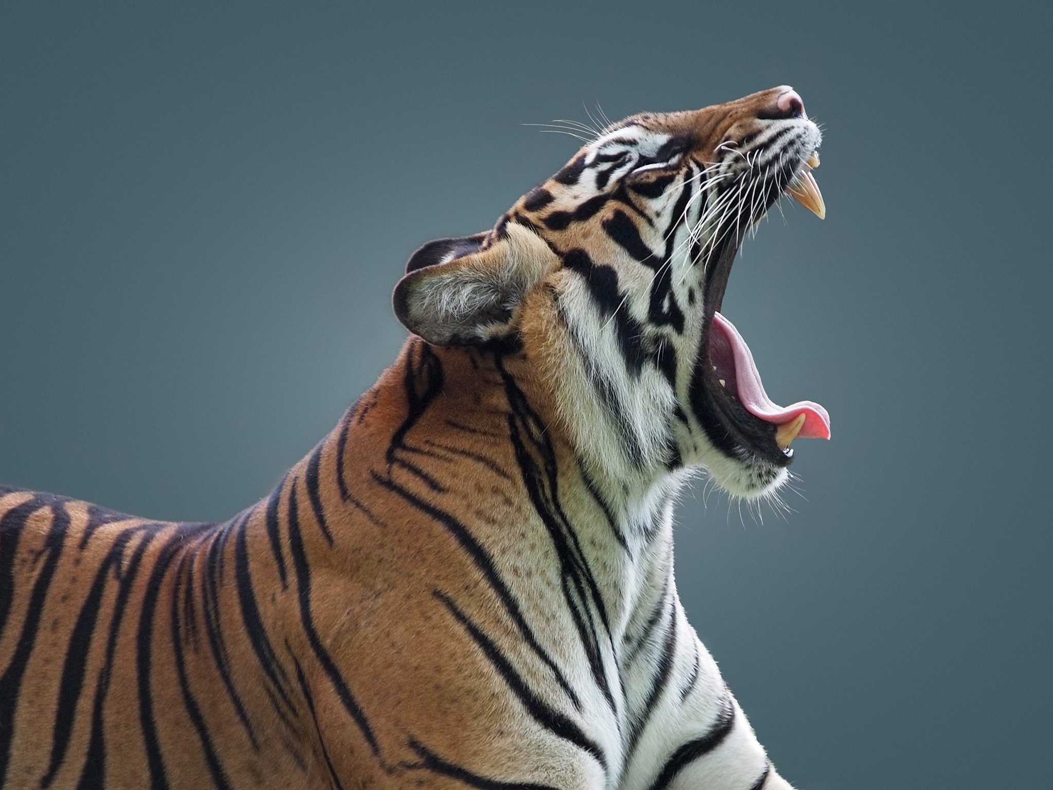 Free download wallpaper Cats, Tiger, Animal on your PC desktop