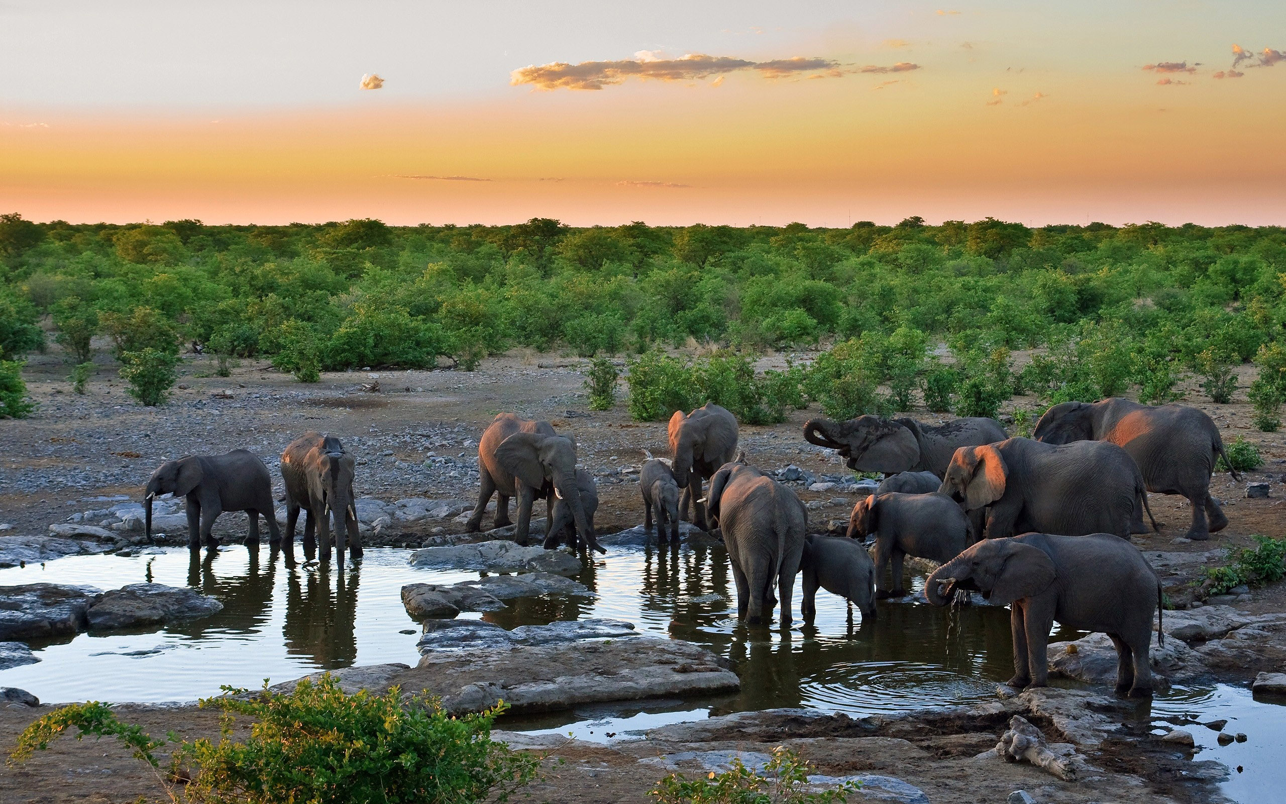 262776 Hintergrundbild herunterladen tiere, afrikanischer elefant, elefanten - Bildschirmschoner und Bilder kostenlos