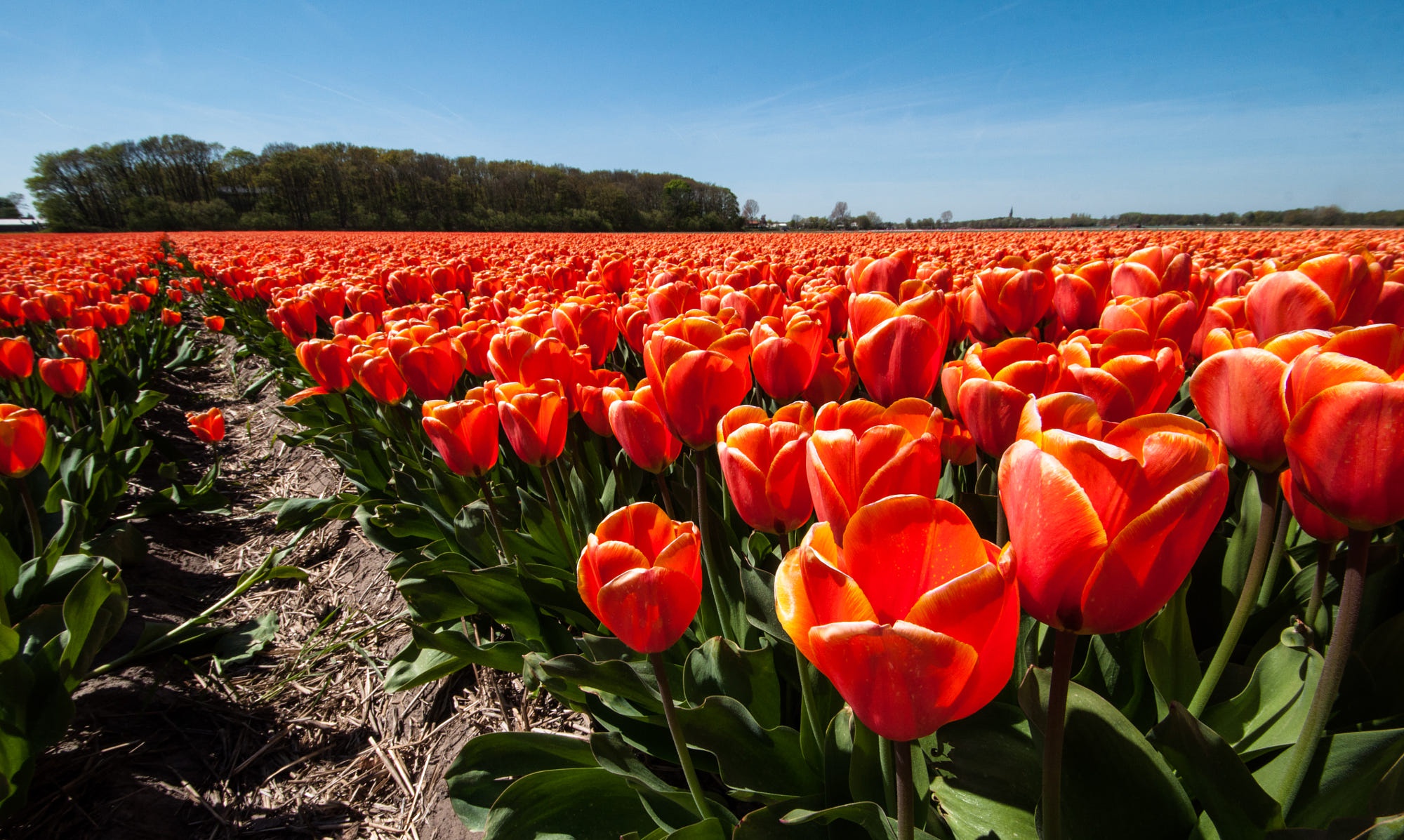 Handy-Wallpaper Natur, Blumen, Blume, Tulpe, Rote Blume, Erde/natur kostenlos herunterladen.