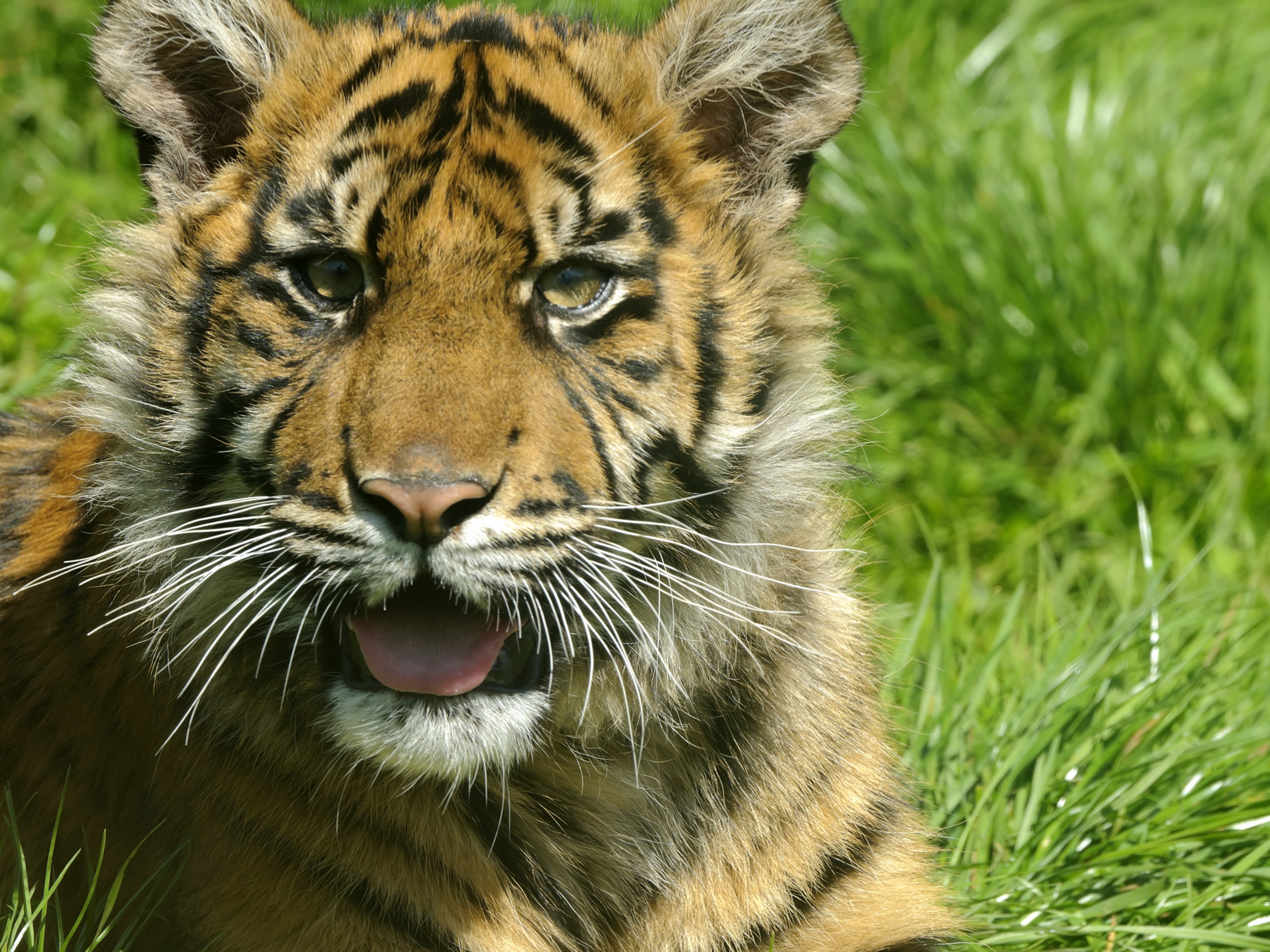 Handy-Wallpaper Katzen, Tiere, Tiger kostenlos herunterladen.