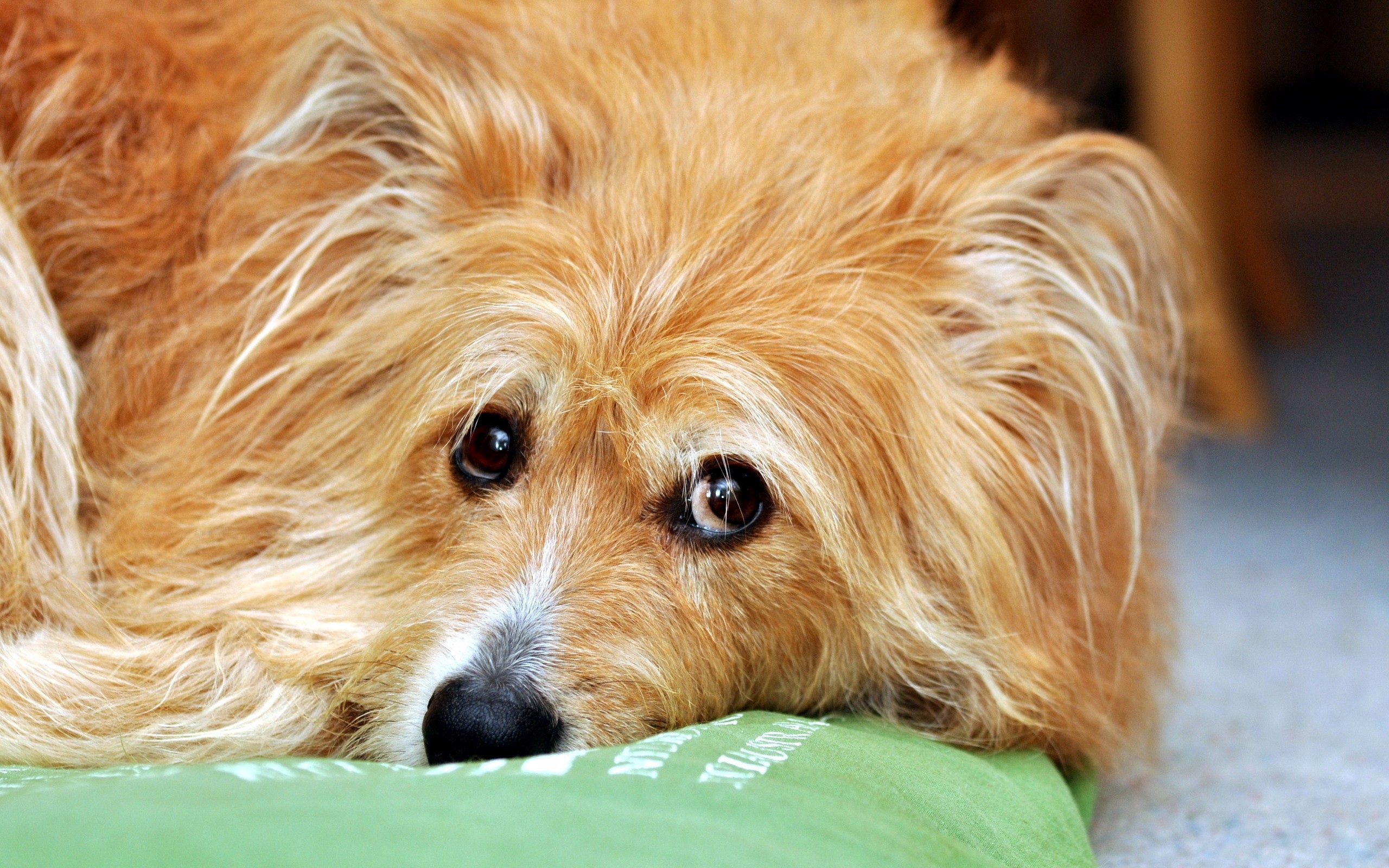 Laden Sie das Schnauze, Augen, Hund, Trauer, Tiere, Traurigkeit-Bild kostenlos auf Ihren PC-Desktop herunter
