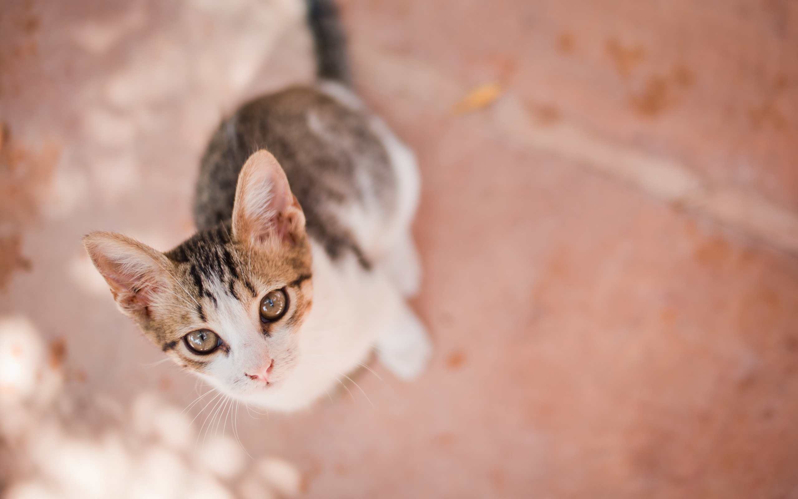 Baixe gratuitamente a imagem Animais, Gatos, Gato na área de trabalho do seu PC