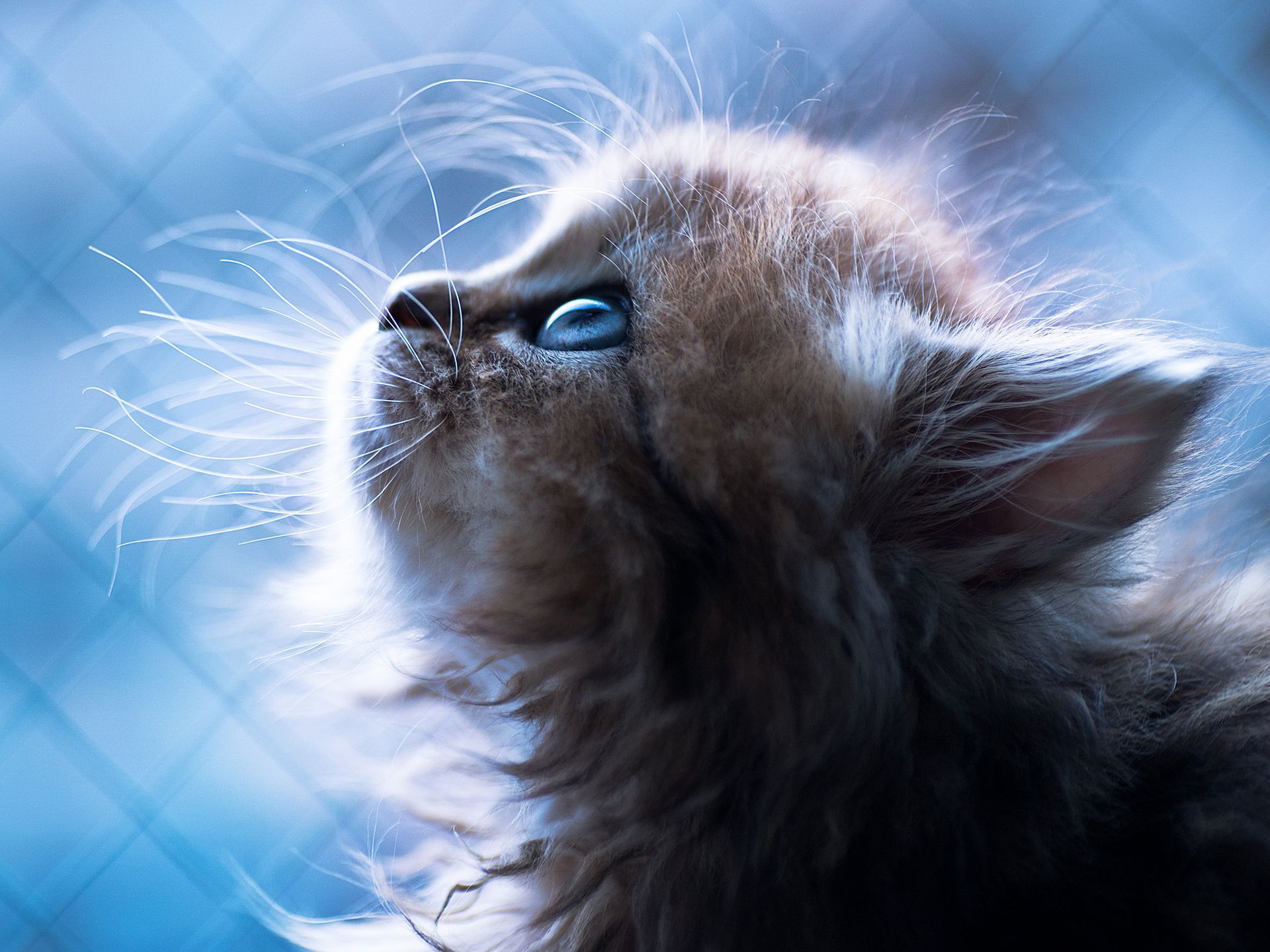 Baixe gratuitamente a imagem Animais, Gatos, Gato, Gatinho, Fofo na área de trabalho do seu PC