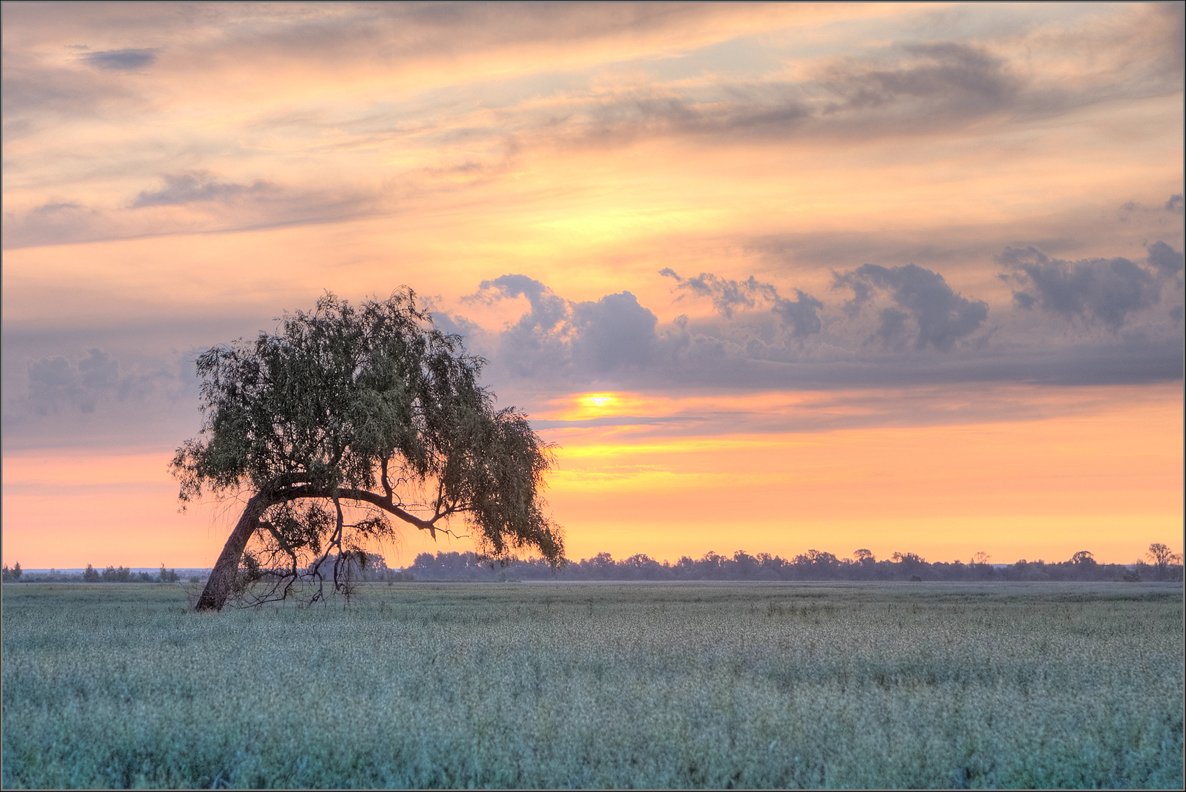 Baixe gratuitamente a imagem Árvore, Terra/natureza na área de trabalho do seu PC