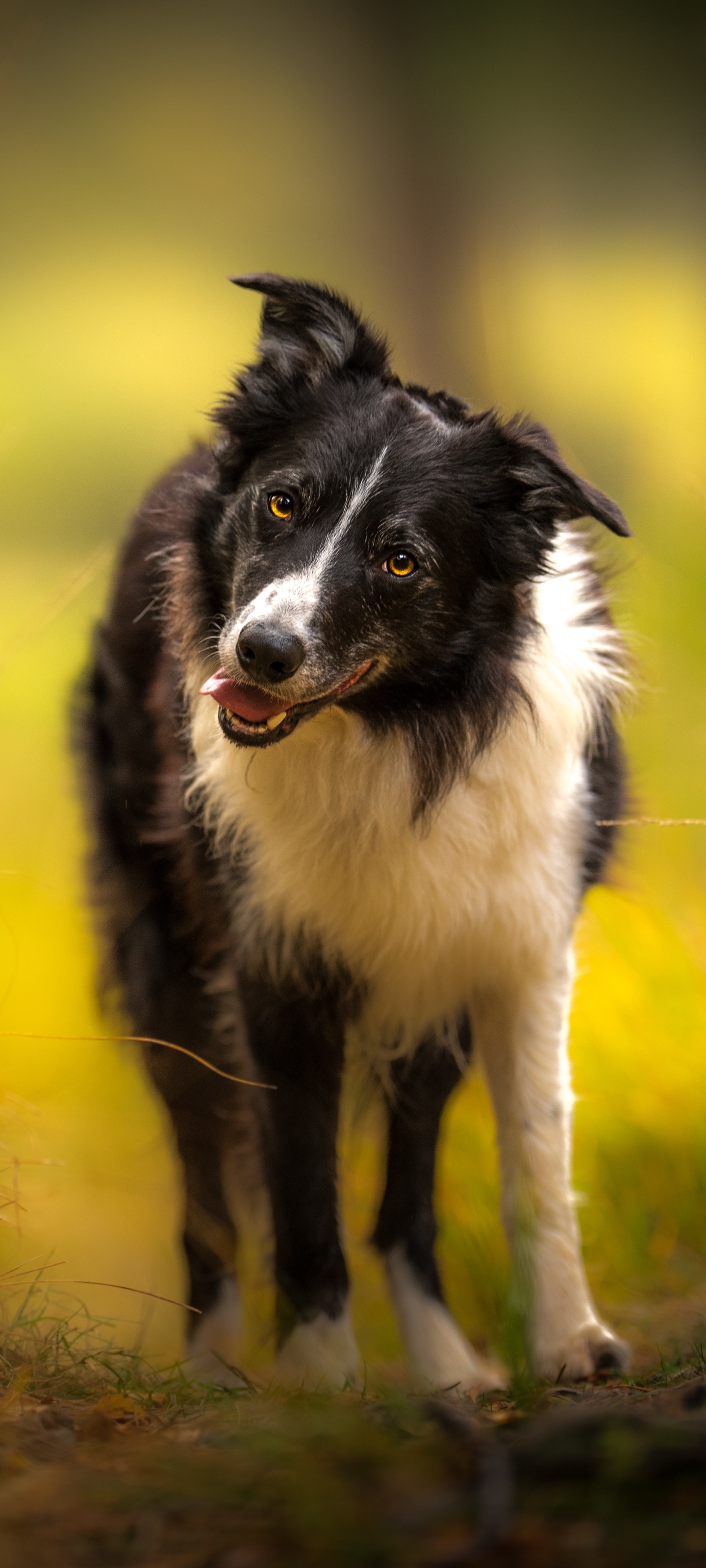 Handy-Wallpaper Tiere, Hunde, Hund, Border Collie kostenlos herunterladen.