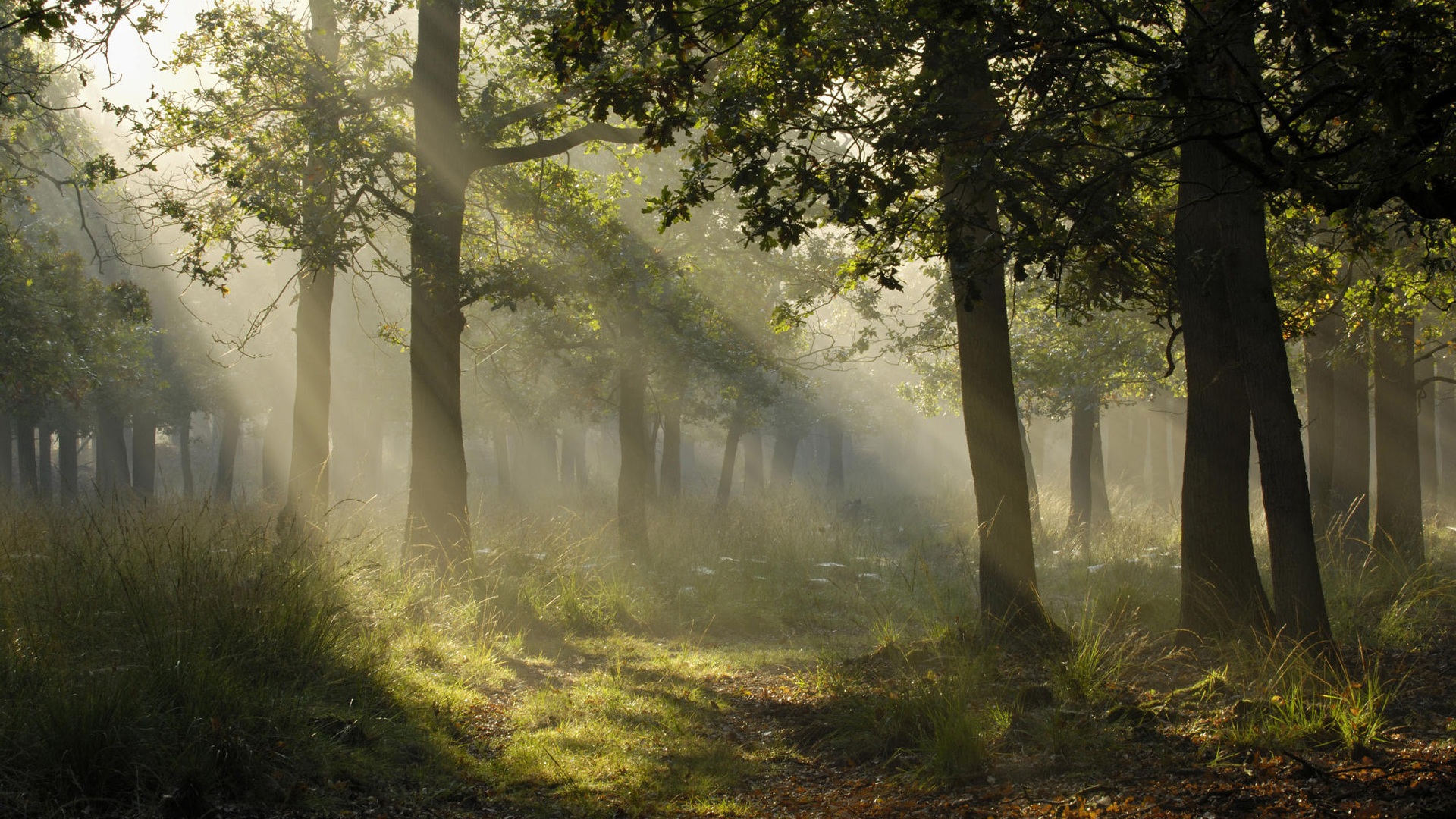 Free download wallpaper Forest, Tree, Earth, Path, Sunbeam on your PC desktop