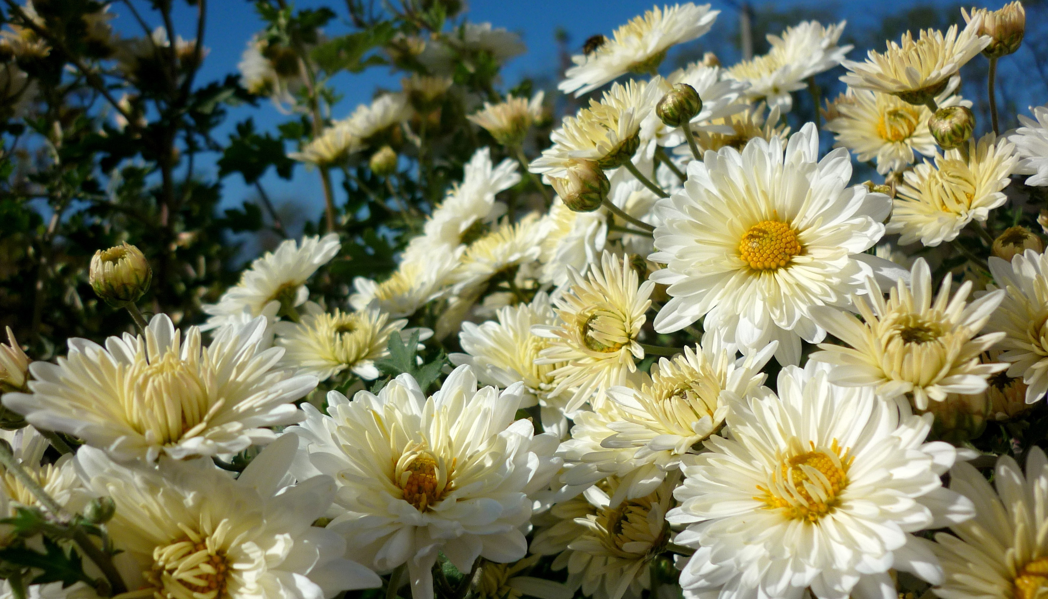 Handy-Wallpaper Blumen, Blume, Erde/natur kostenlos herunterladen.