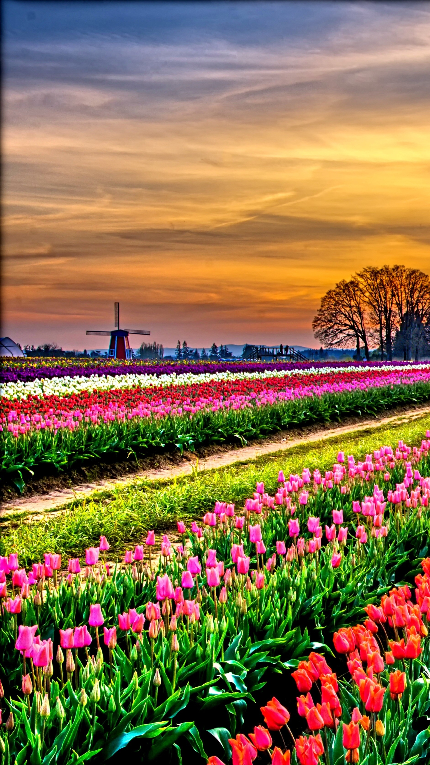 Free download wallpaper Flowers, Sunset, Earth, Field, Colors, Colorful, Tulip, Purple Flower, Red Flower on your PC desktop
