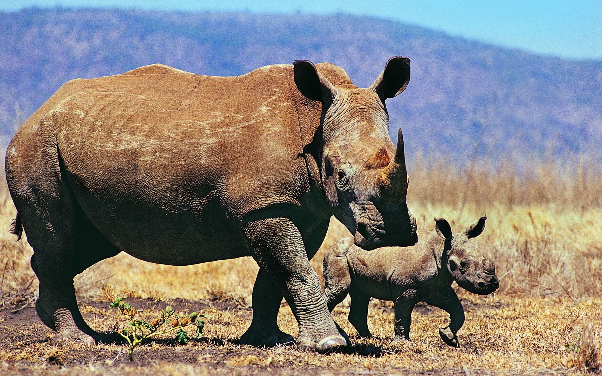 animals, grass, young, couple, pair, stroll, joey, rhinos