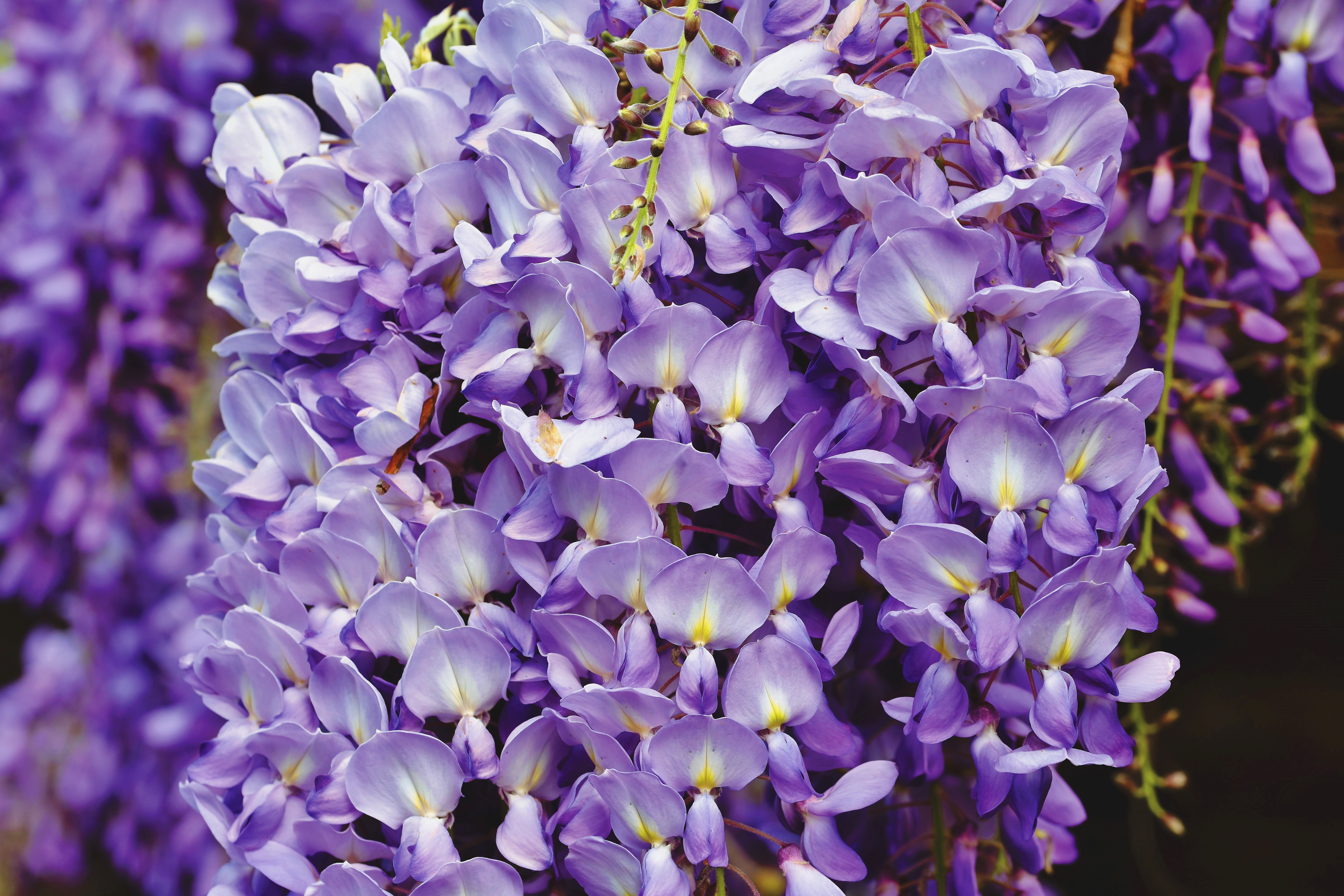 Free download wallpaper Flower, Close Up, Earth, Wisteria on your PC desktop