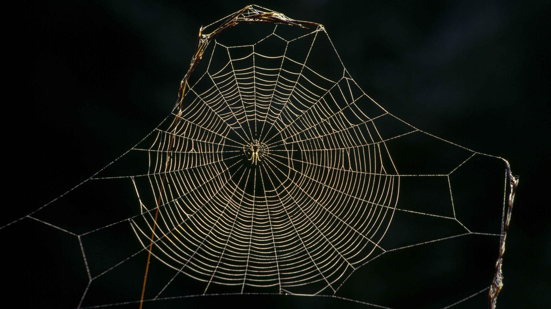 Free download wallpaper Spiders, Spider, Animal on your PC desktop