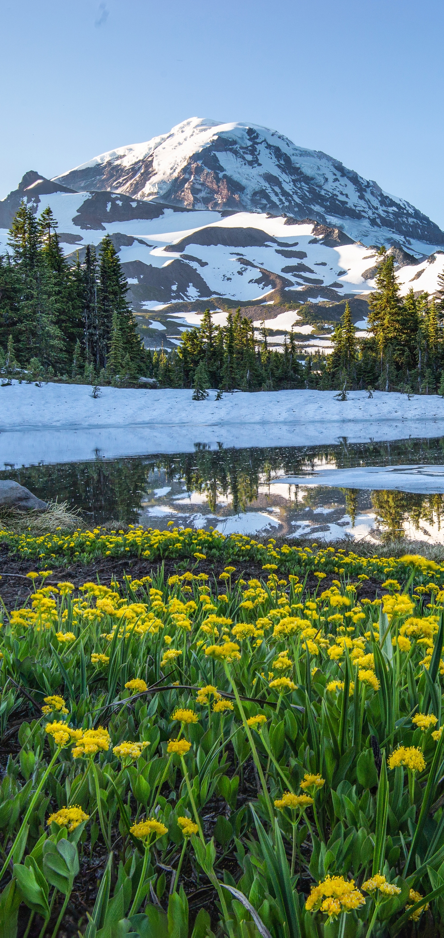 無料モバイル壁紙雪, 山, 花, 地球, 春, 山岳をダウンロードします。