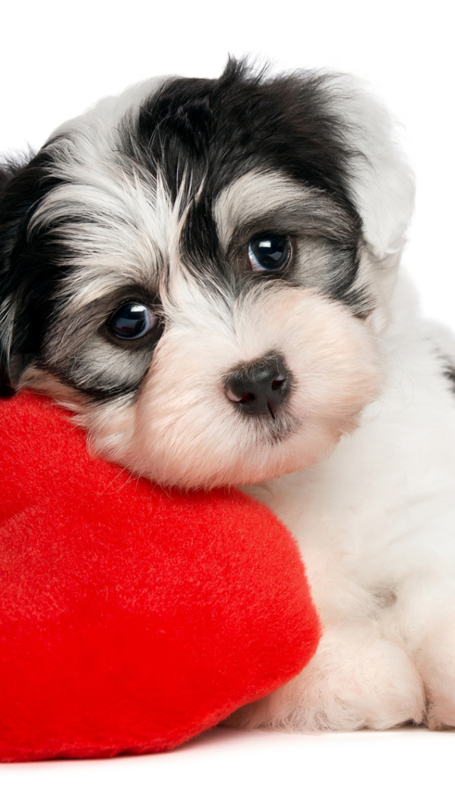 無料モバイル壁紙動物, 犬, 子犬, 可愛い, 心臓をダウンロードします。
