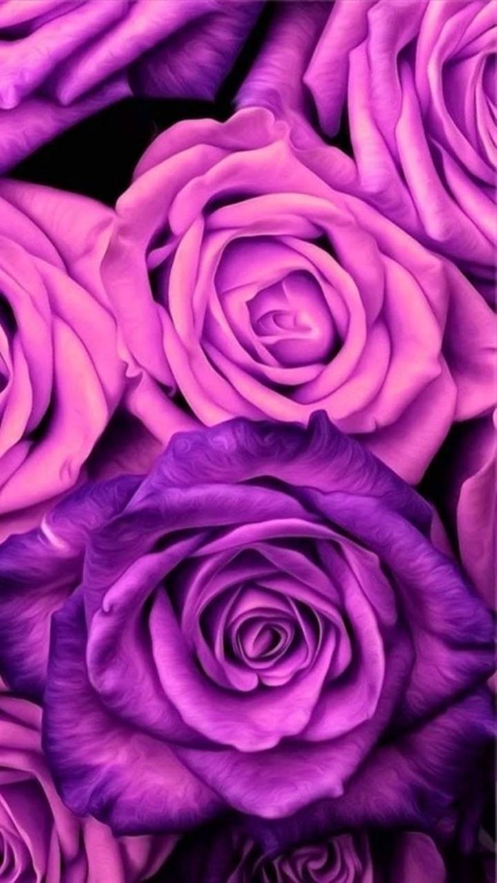 Скачати мобільні шпалери Квітка, Роза, Земля, Фіолетова Квітка, Рожева Квітка, Флауерзи безкоштовно.