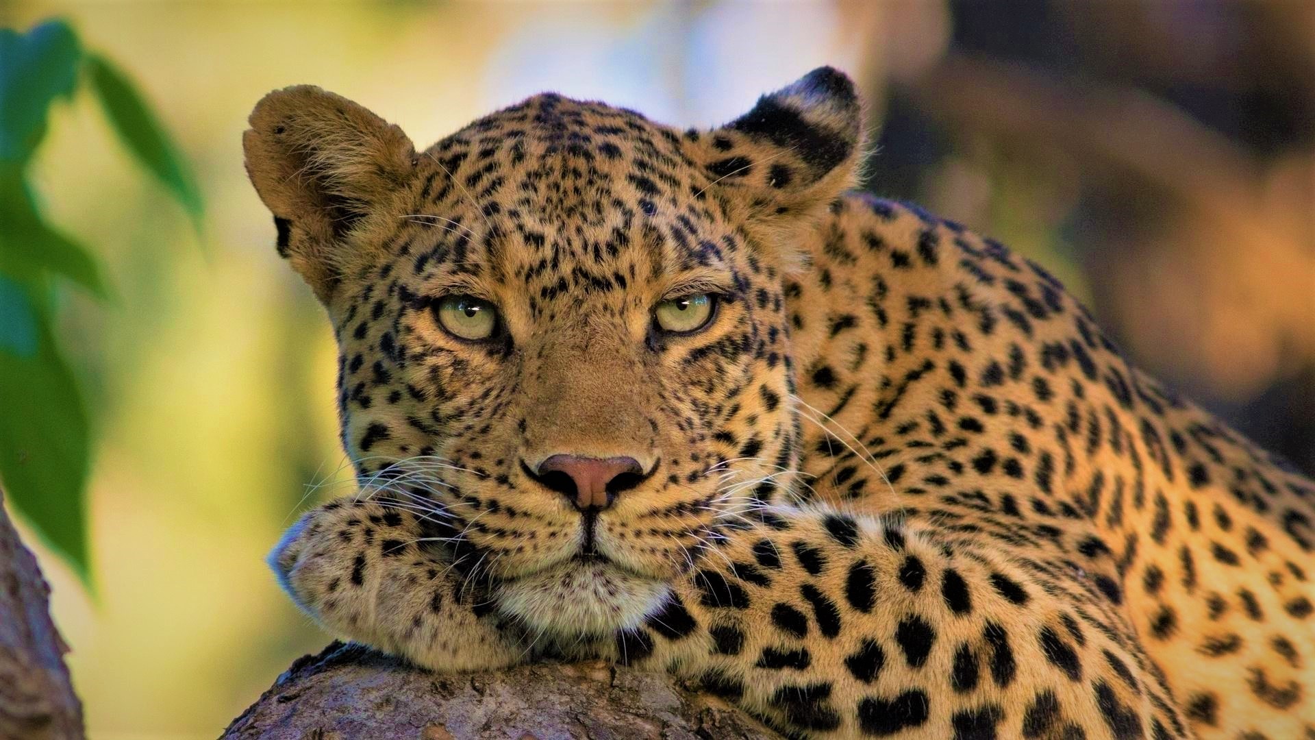 Download mobile wallpaper Cats, Leopard, Close Up, Animal, Stare for free.