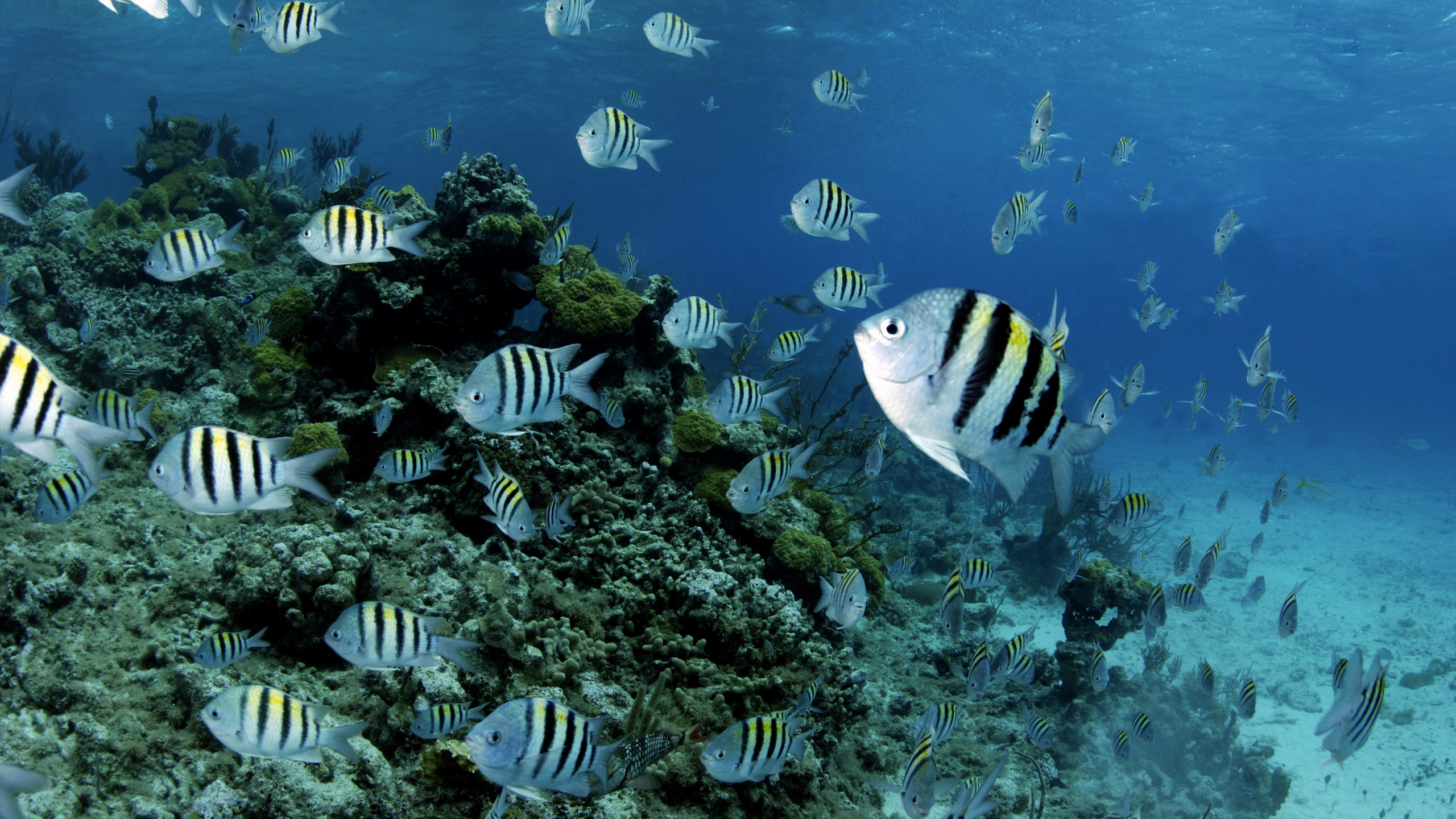 Handy-Wallpaper Tiere, Fische, Koralle, Ozean, Fisch, Unterwasser, Meer kostenlos herunterladen.