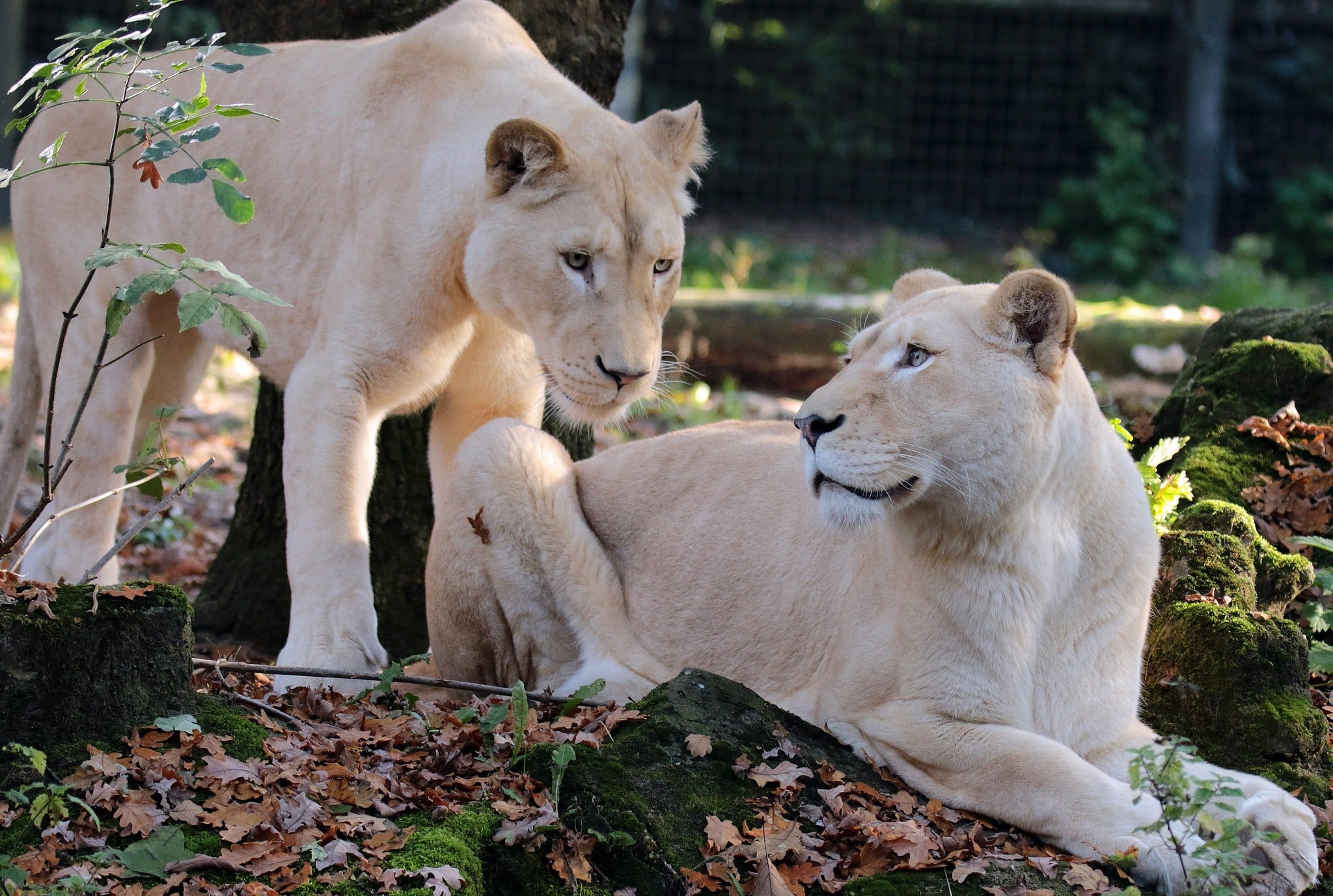 828821 télécharger l'image lion blanc, animaux, lion - fonds d'écran et économiseurs d'écran gratuits