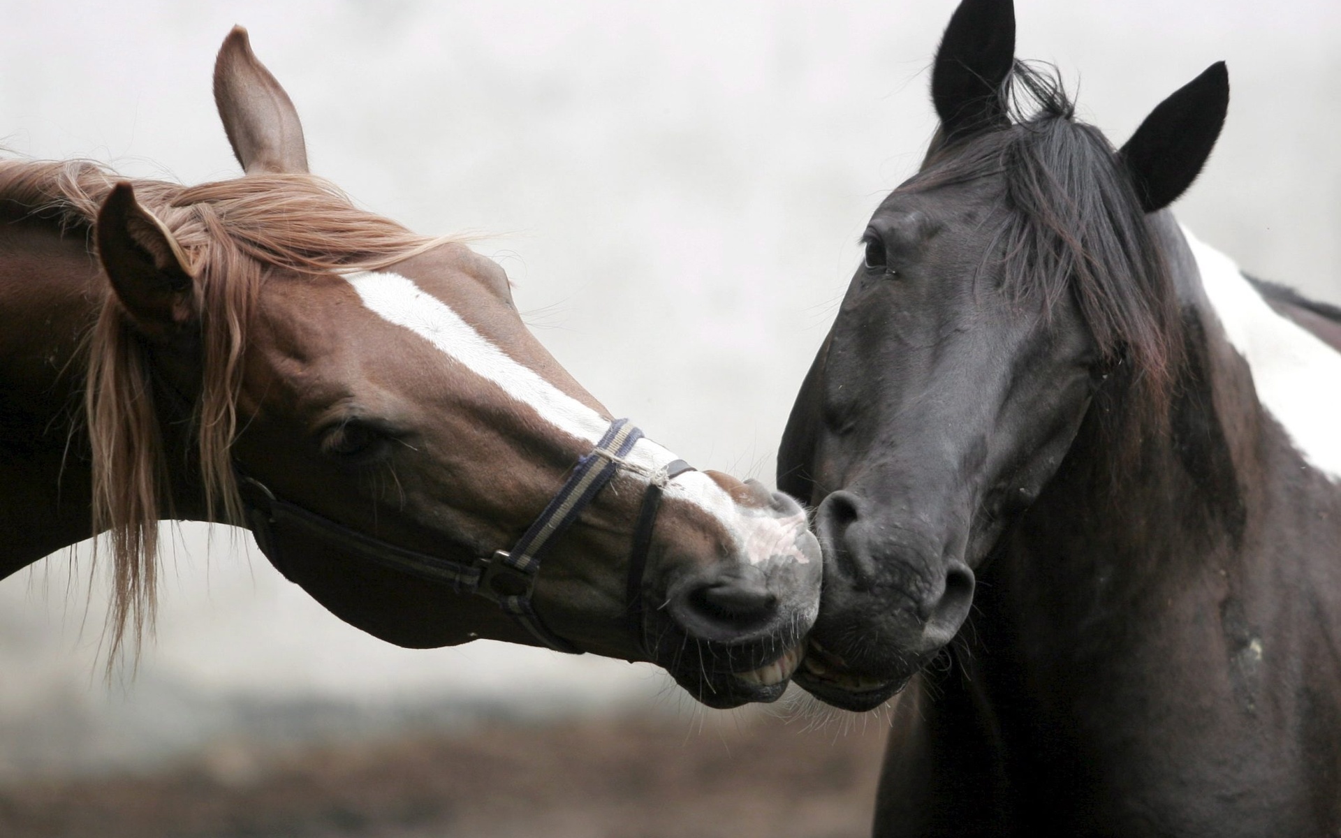 Descarga gratuita de fondo de pantalla para móvil de Animales, Caballo.