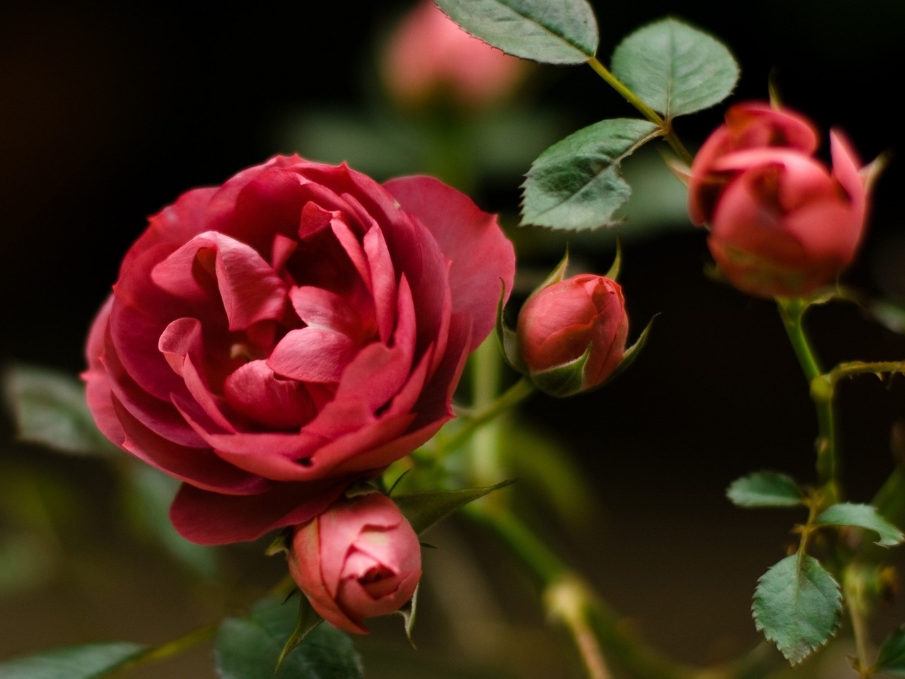 Download mobile wallpaper Plants, Roses for free.