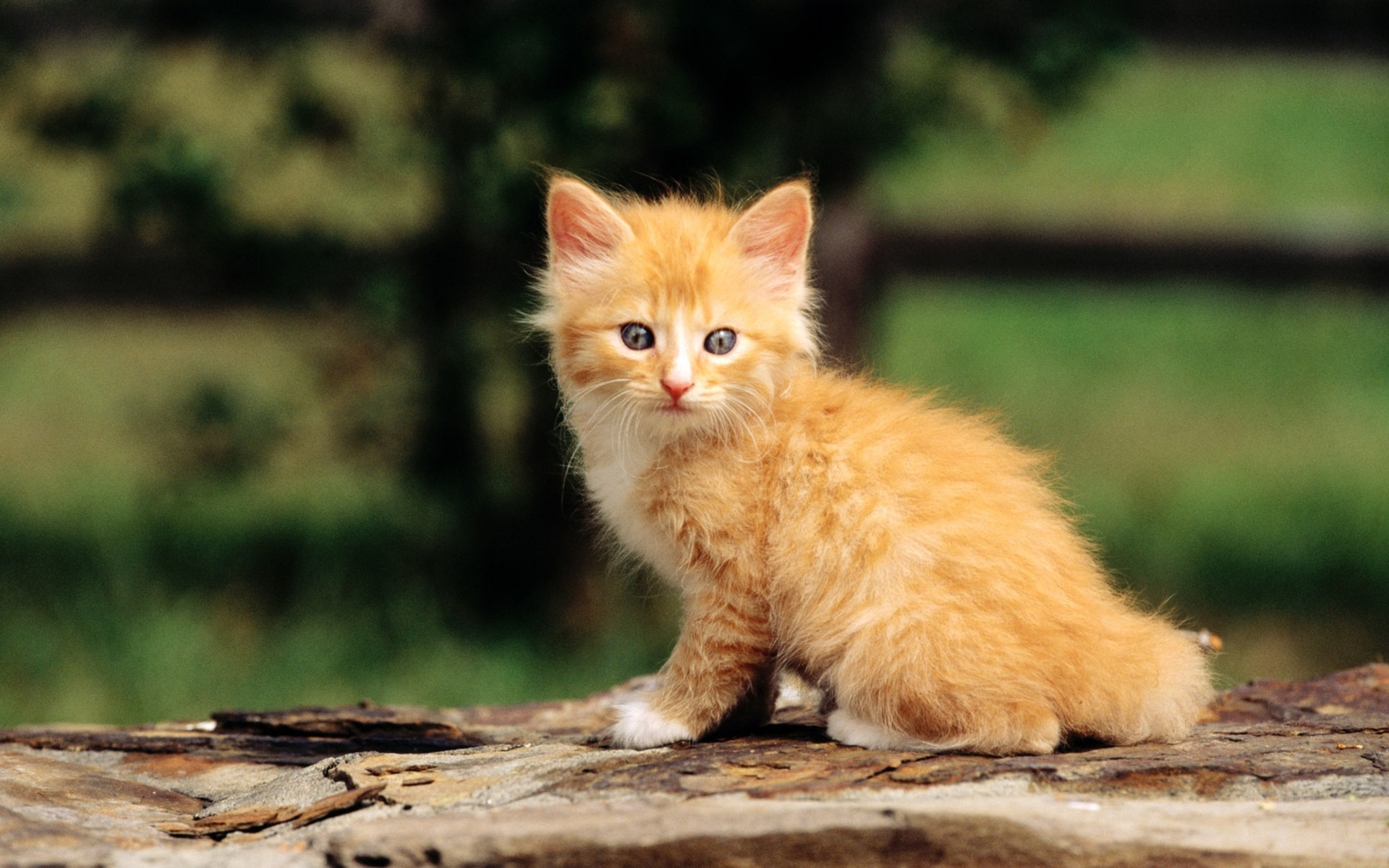 Baixe gratuitamente a imagem Animais, Gatos, Gato na área de trabalho do seu PC