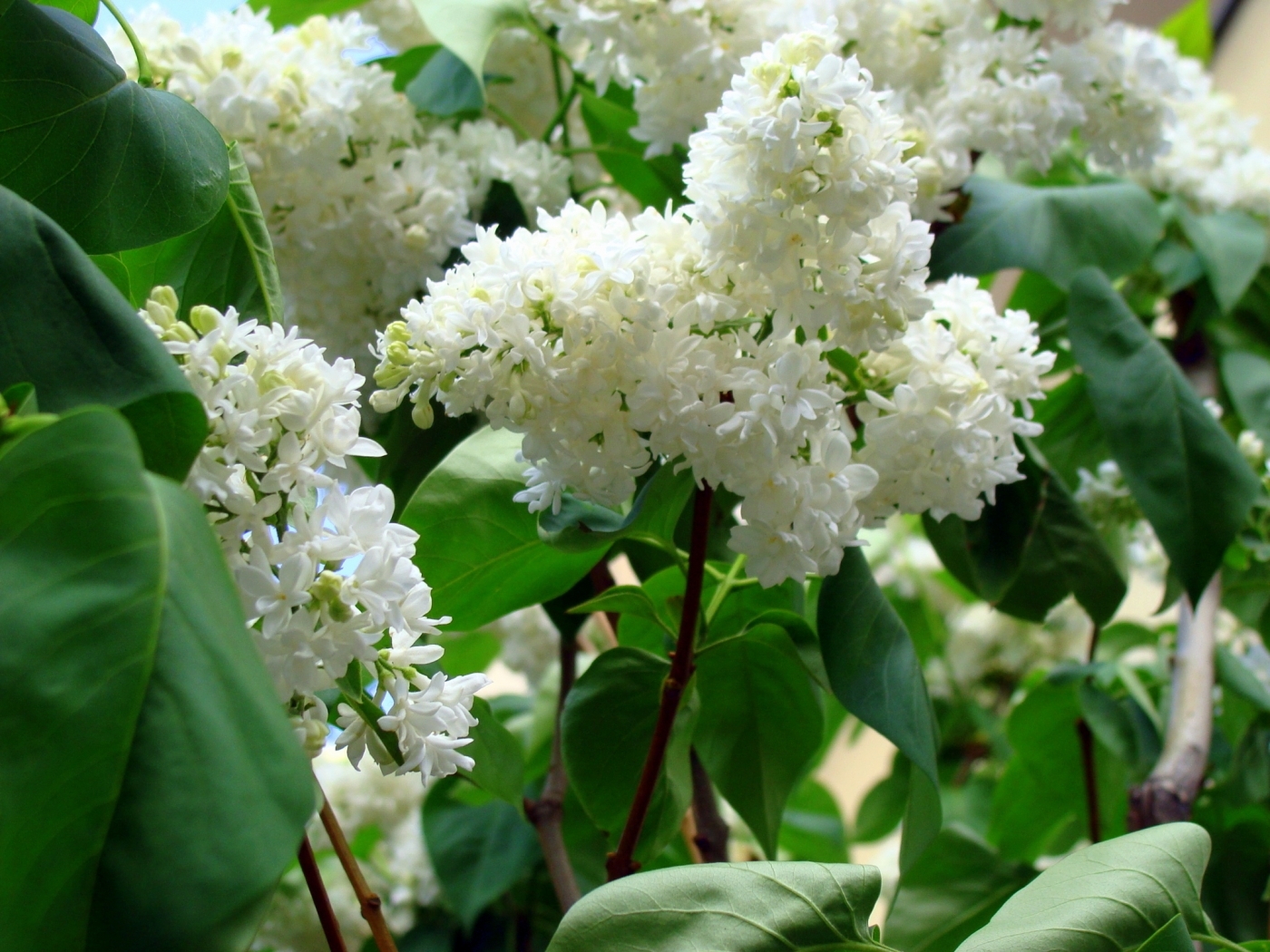 Laden Sie das Lilac, Blumen, Pflanzen-Bild kostenlos auf Ihren PC-Desktop herunter