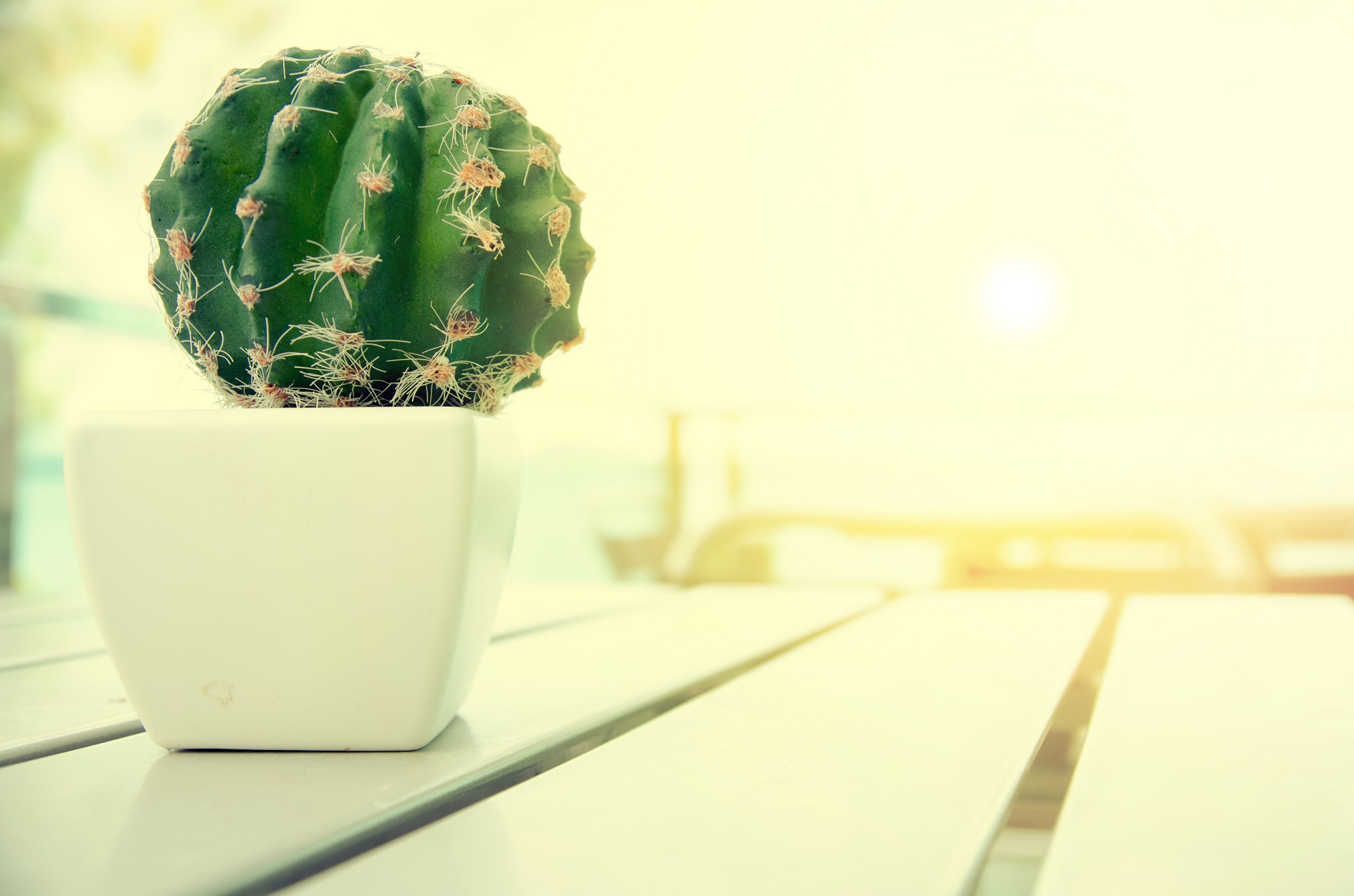 Download mobile wallpaper Earth, Cactus, Pot Plant for free.