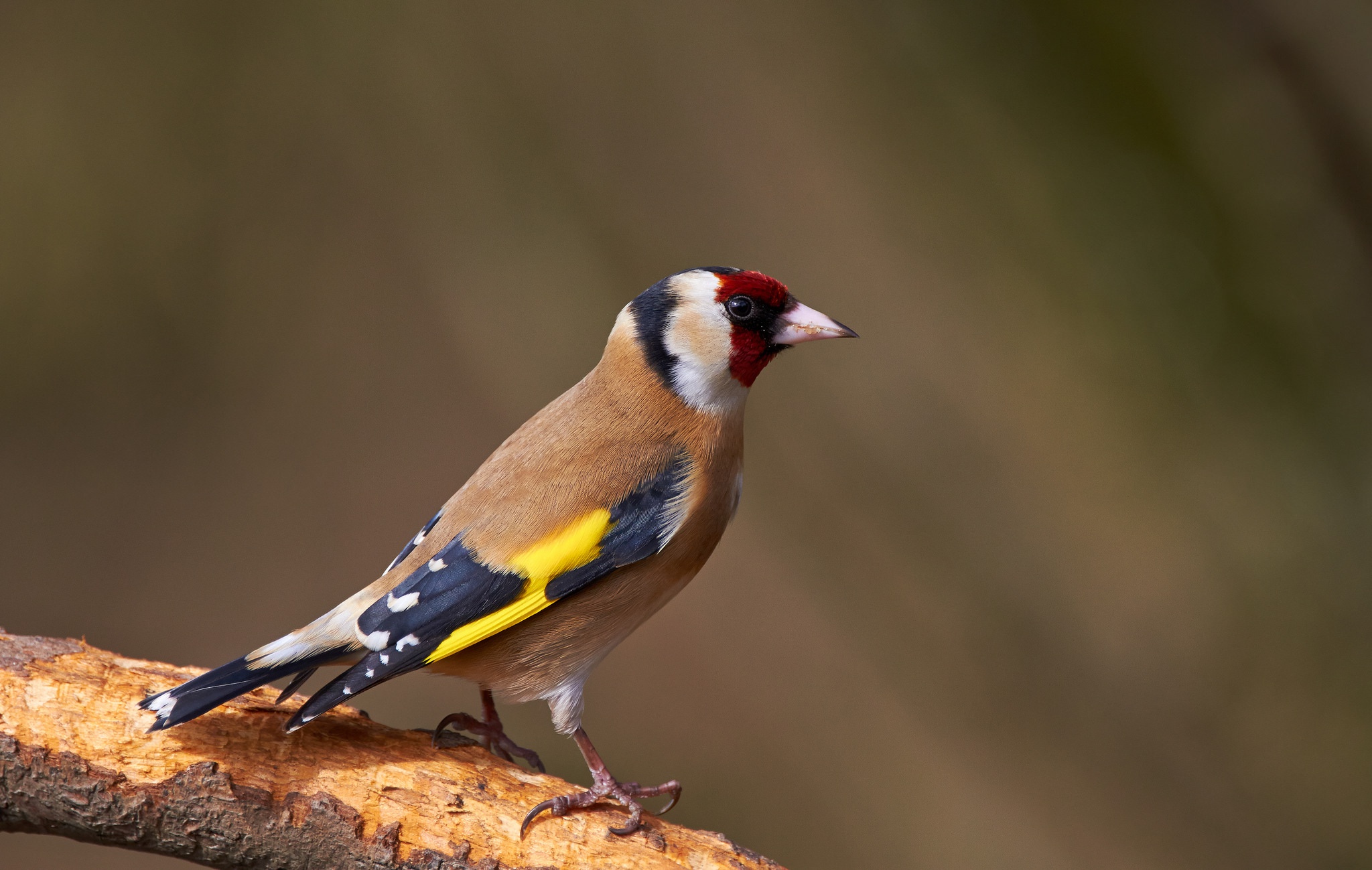 Download mobile wallpaper Birds, Animal, Goldfinch, Passerine for free.